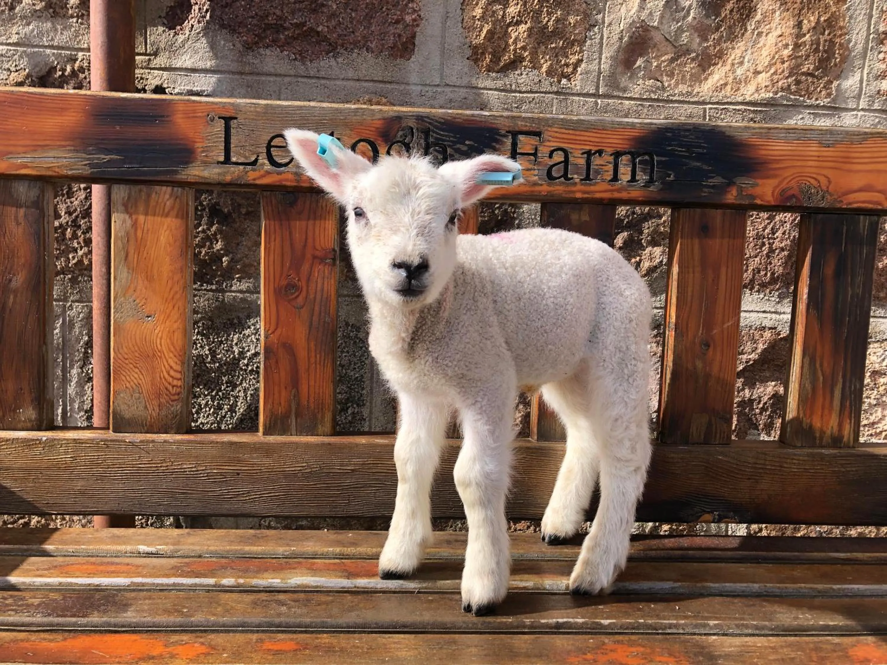 Animals in Lettoch Farm