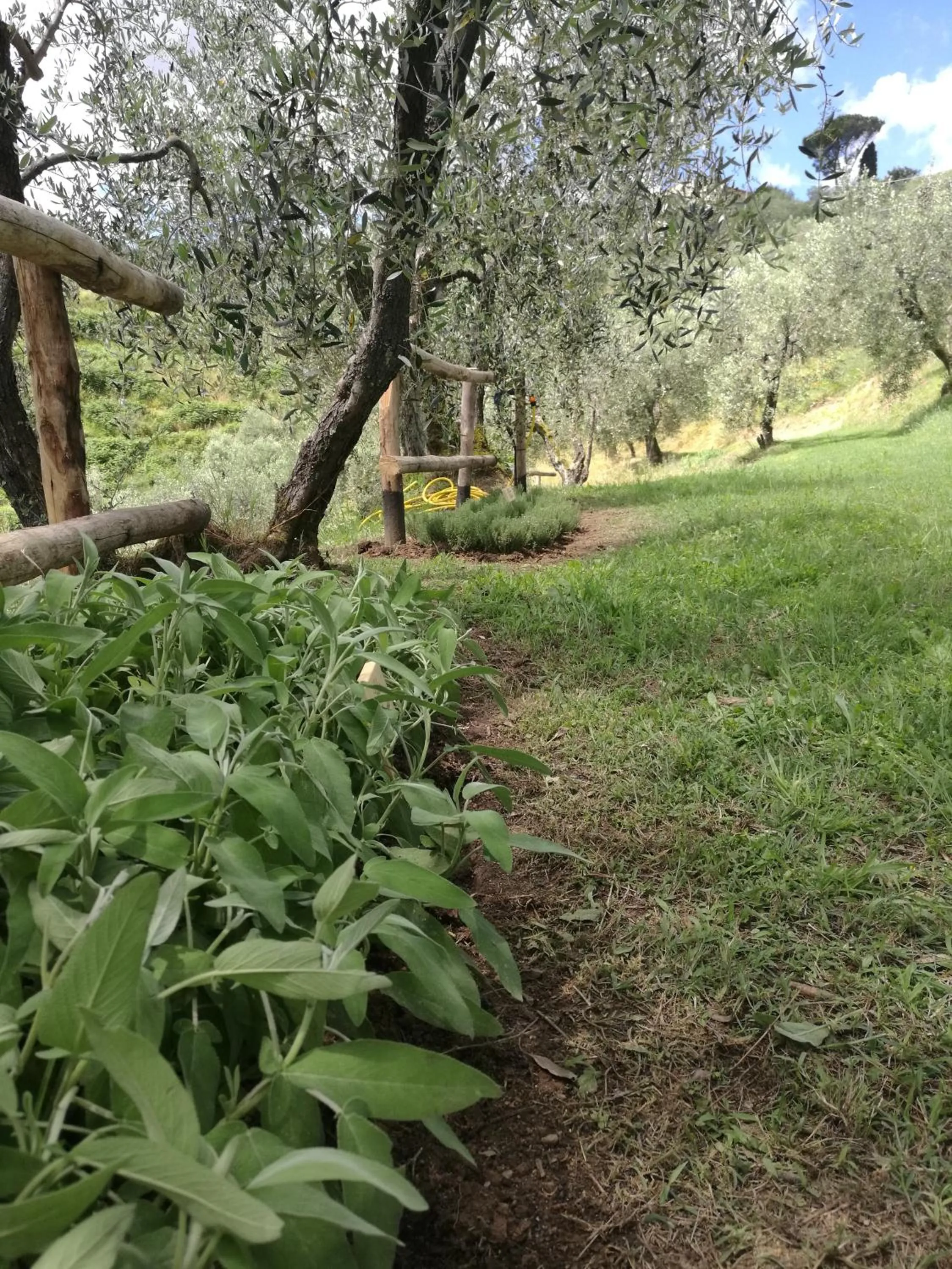 Spring in Olivia B&B and Apartment