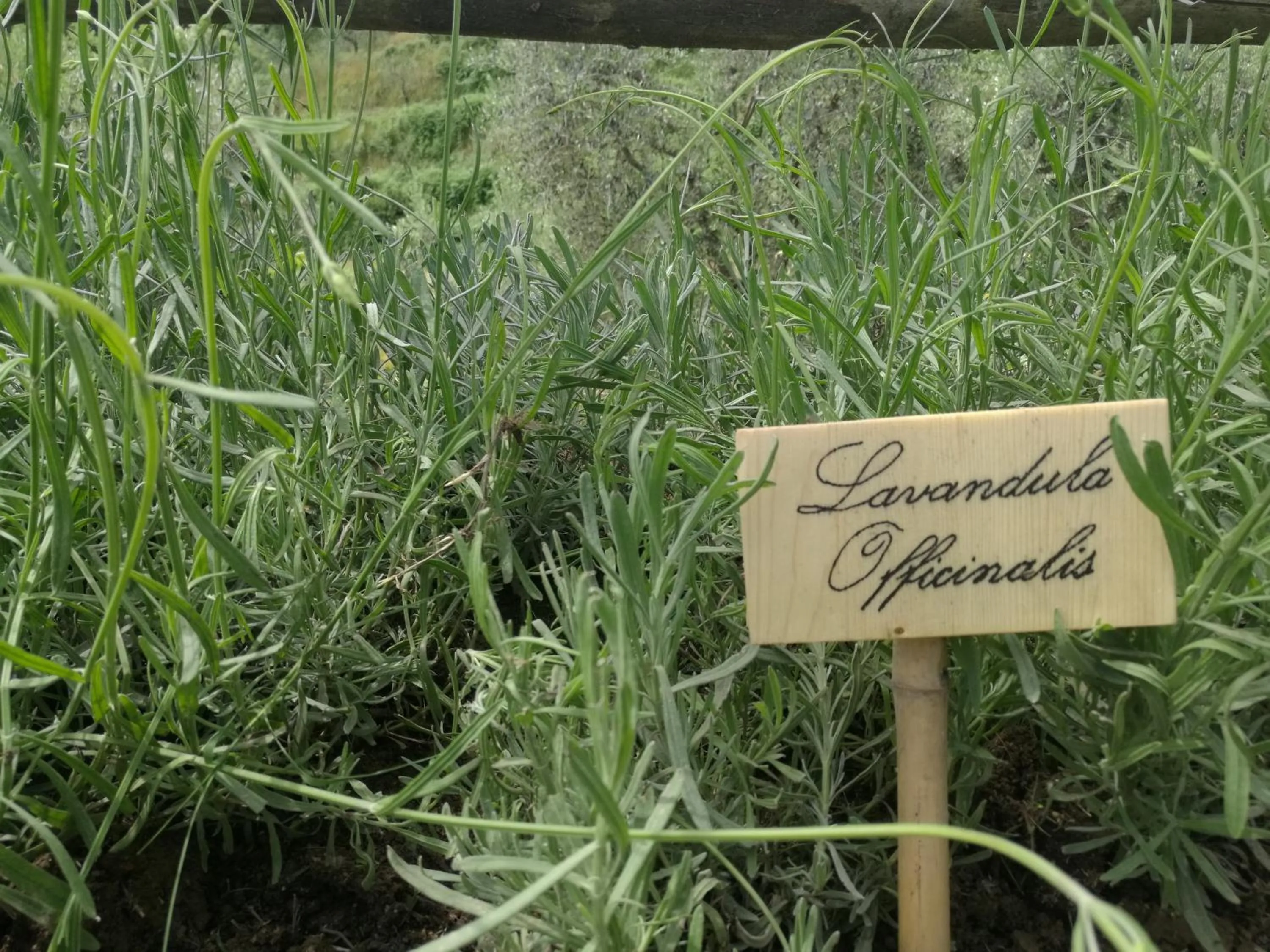 Garden in Olivia B&B and Apartment