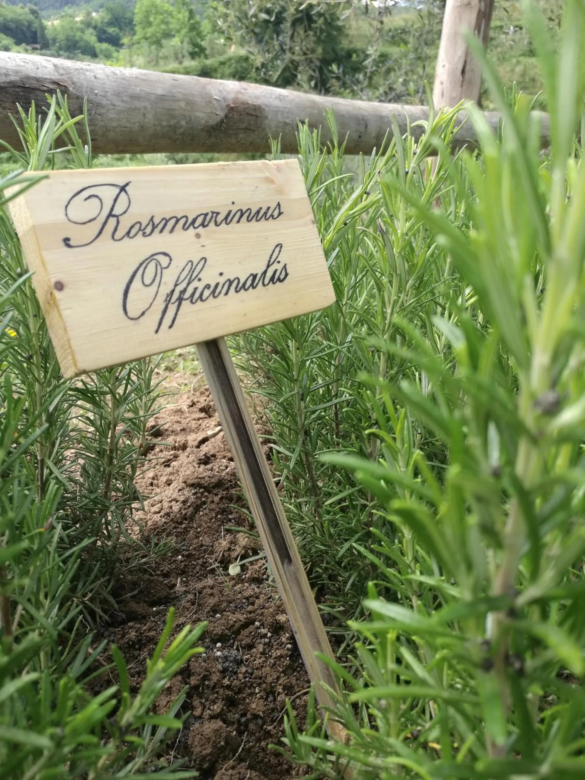 Garden in Olivia B&B and Apartment