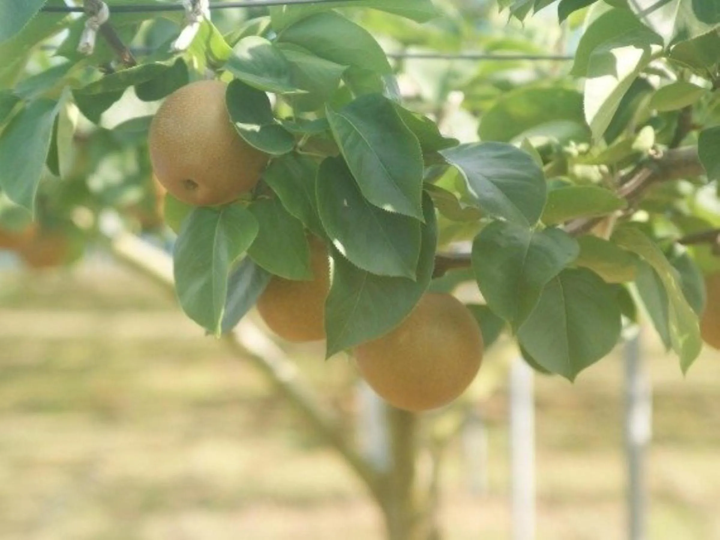Garden in Vessel Inn Keisei Tsudanuma Station
