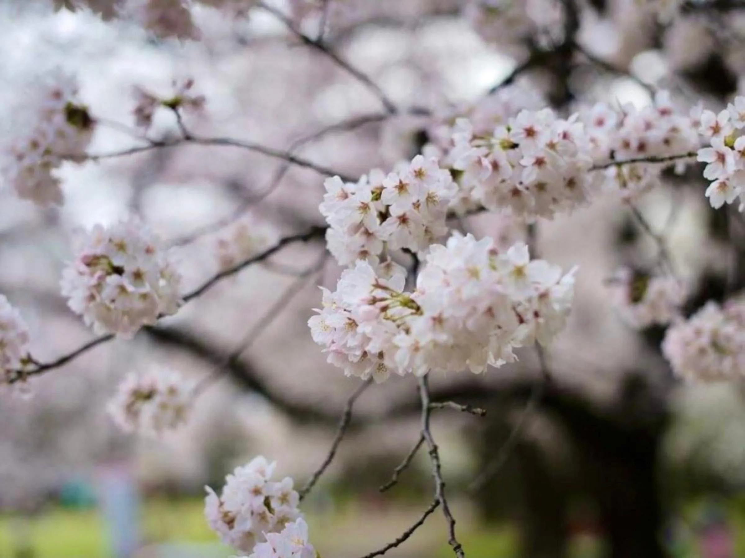 Spring in Vessel Inn Keisei Tsudanuma Station