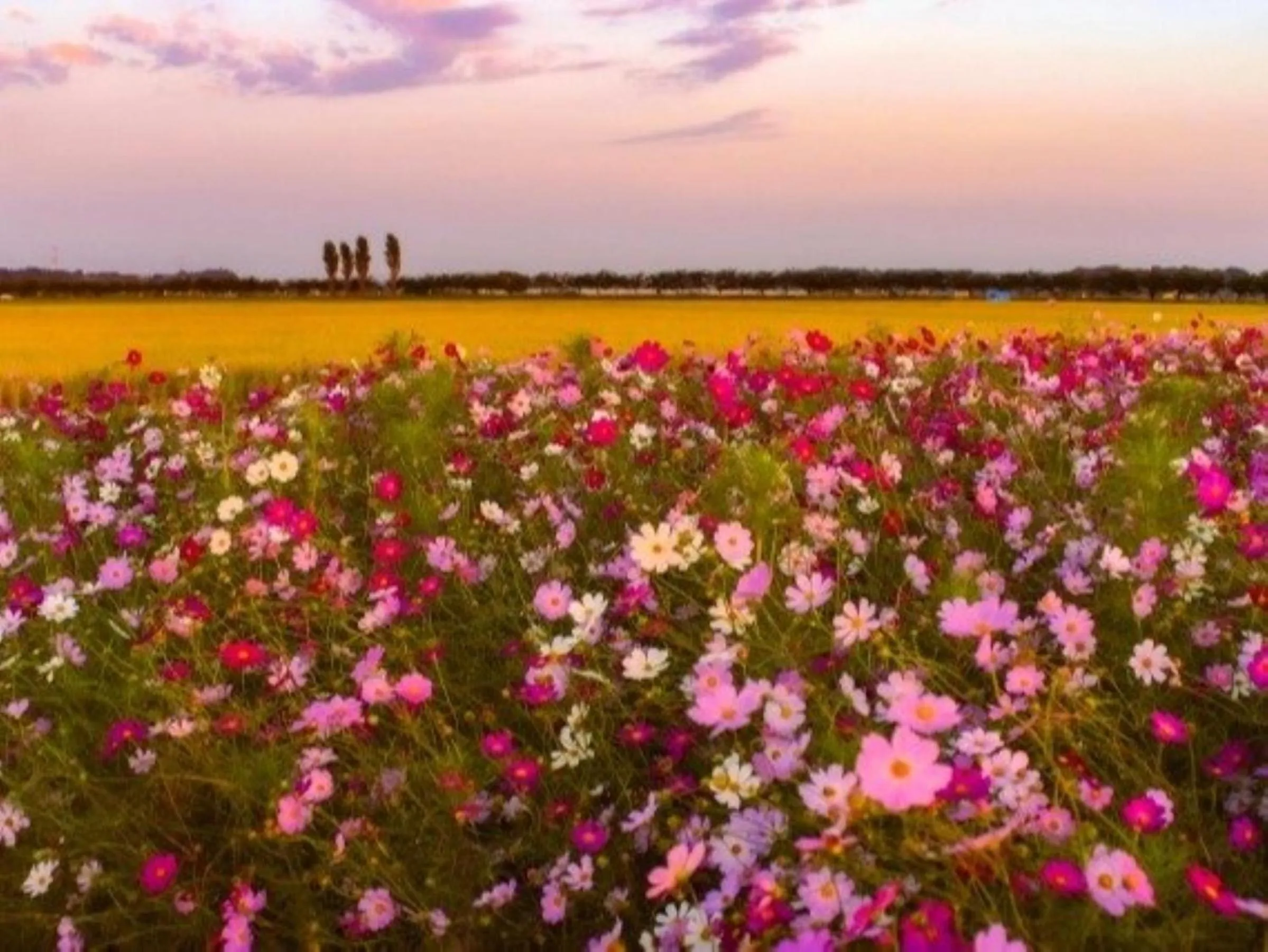 Garden view in Vessel Inn Keisei Tsudanuma Station