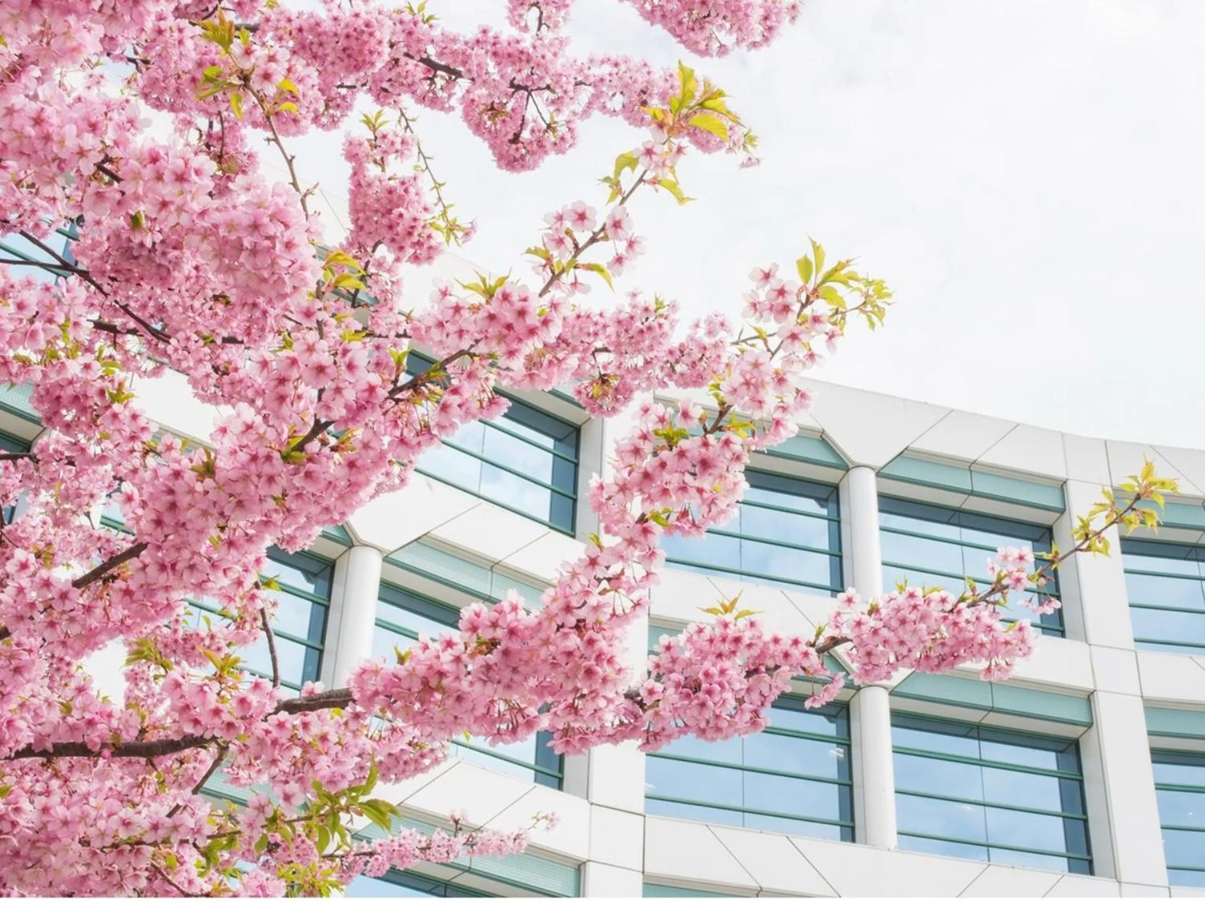 Spring in Vessel Inn Keisei Tsudanuma Station