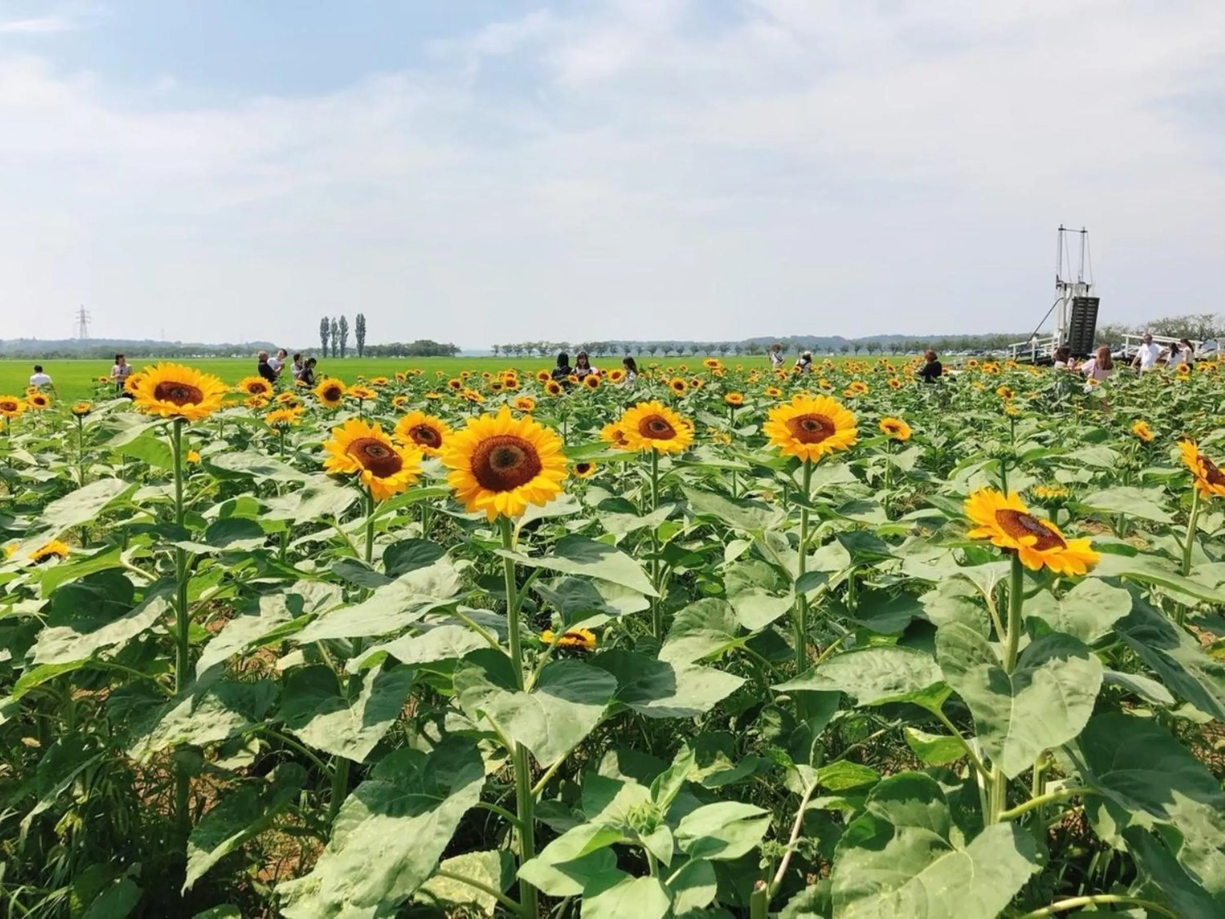 Day in Vessel Inn Keisei Tsudanuma Station