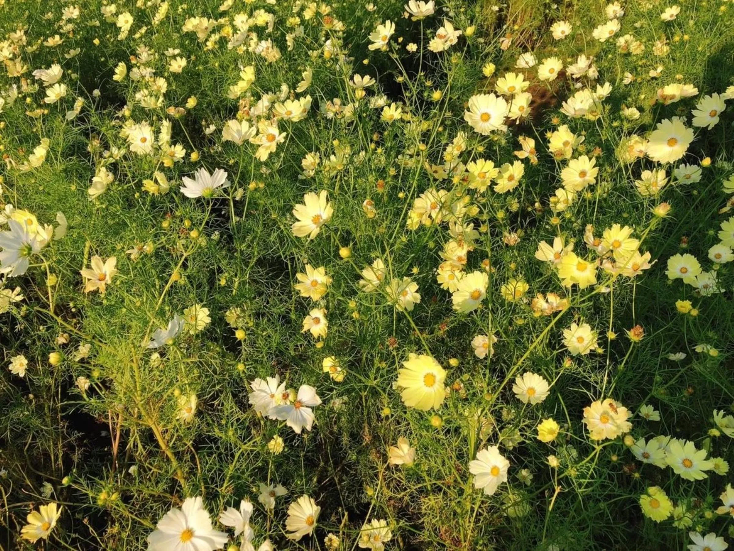 Natural landscape in Vessel Inn Keisei Tsudanuma Station