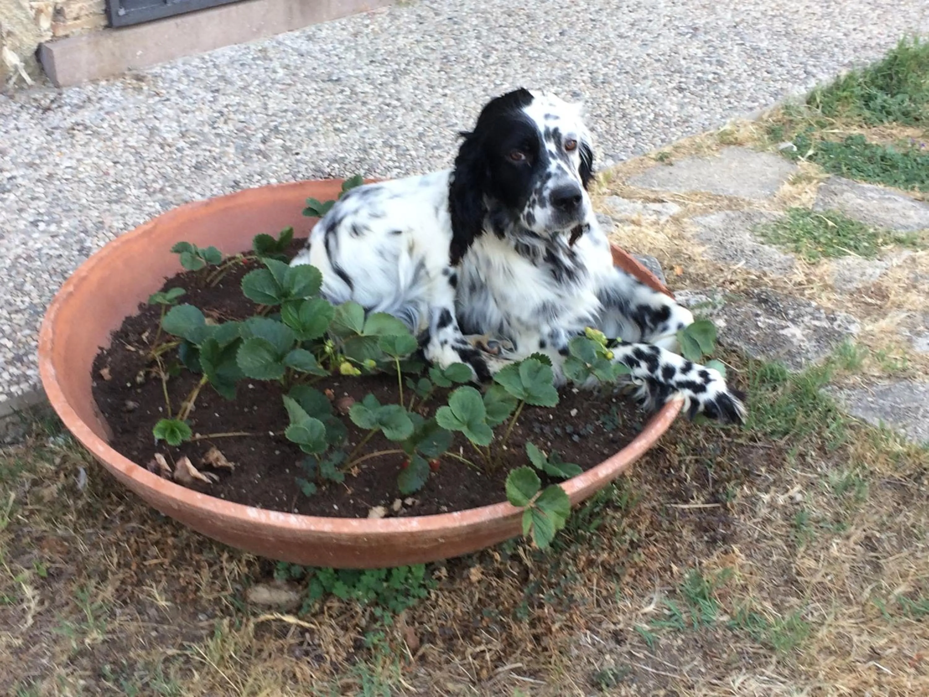 Pets in Casetta Tartuchino