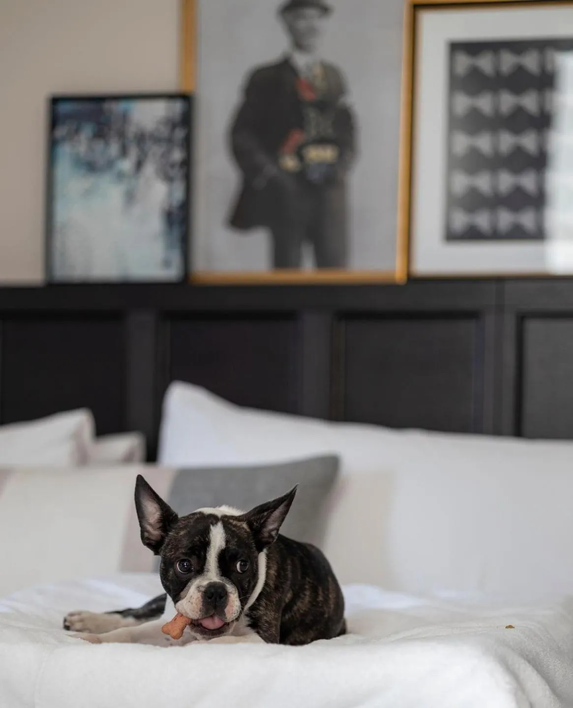 Pets, Bed in The Clift Royal Sonesta San Francisco