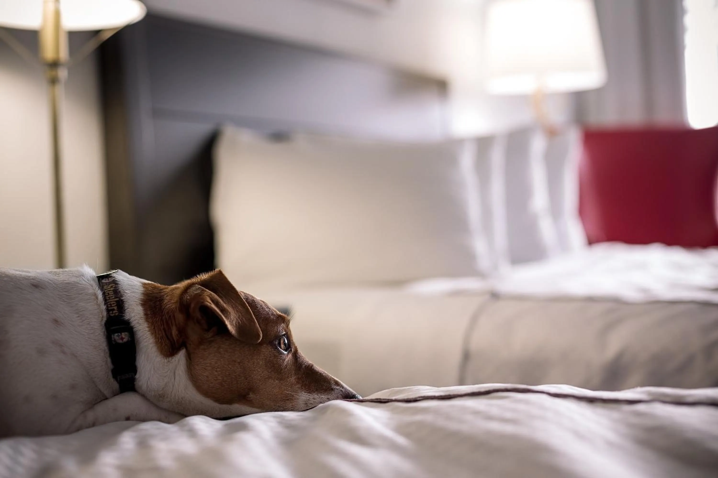 Bed in Capitol Hill Hotel