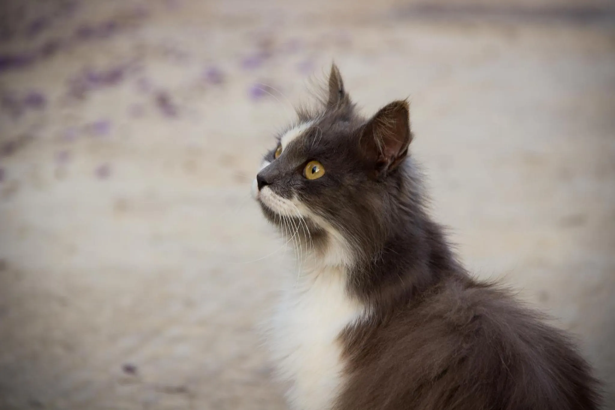 Pets in Case Vacanza Torre Lupa