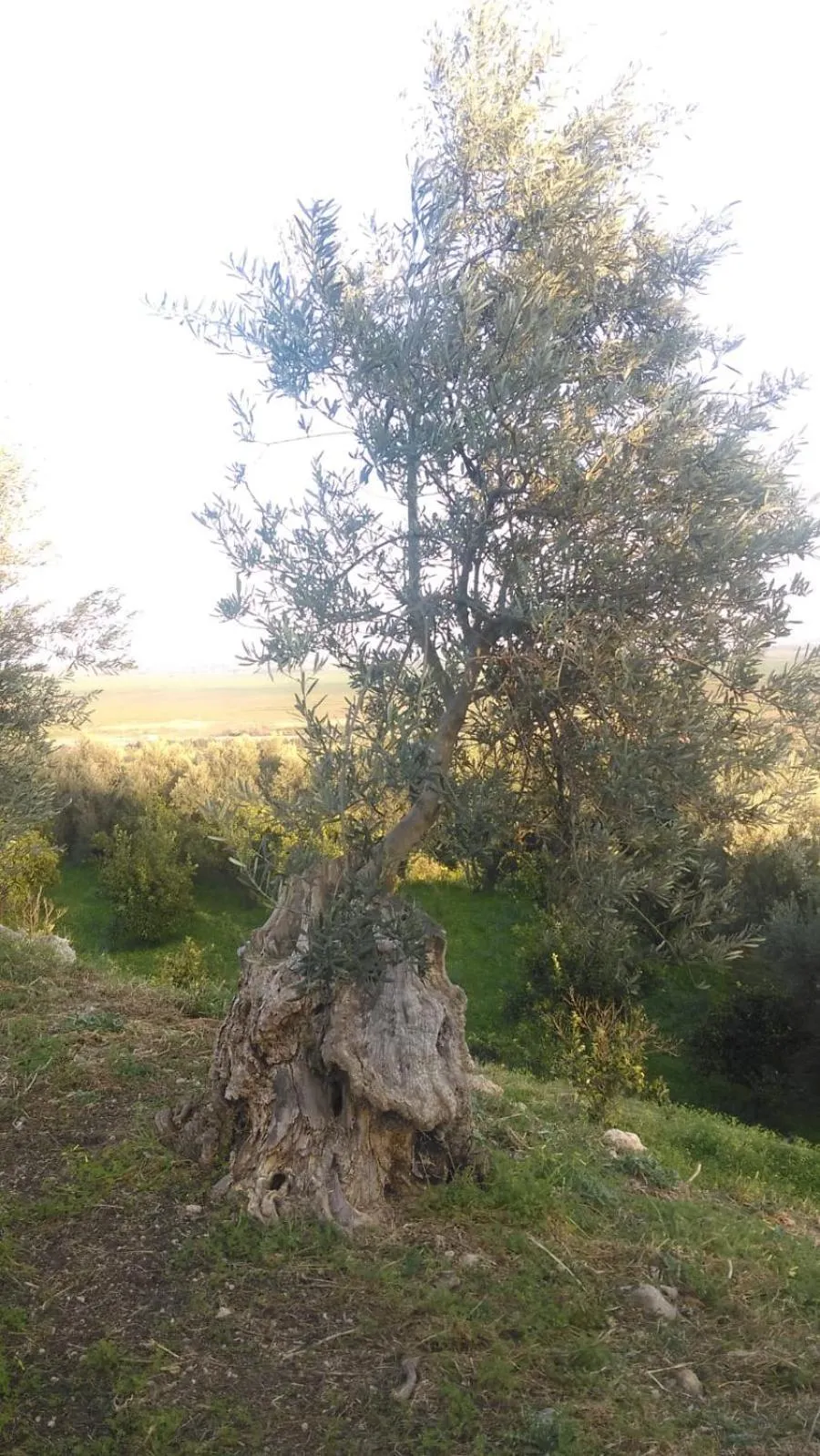Garden in Il Giardino Del Sole