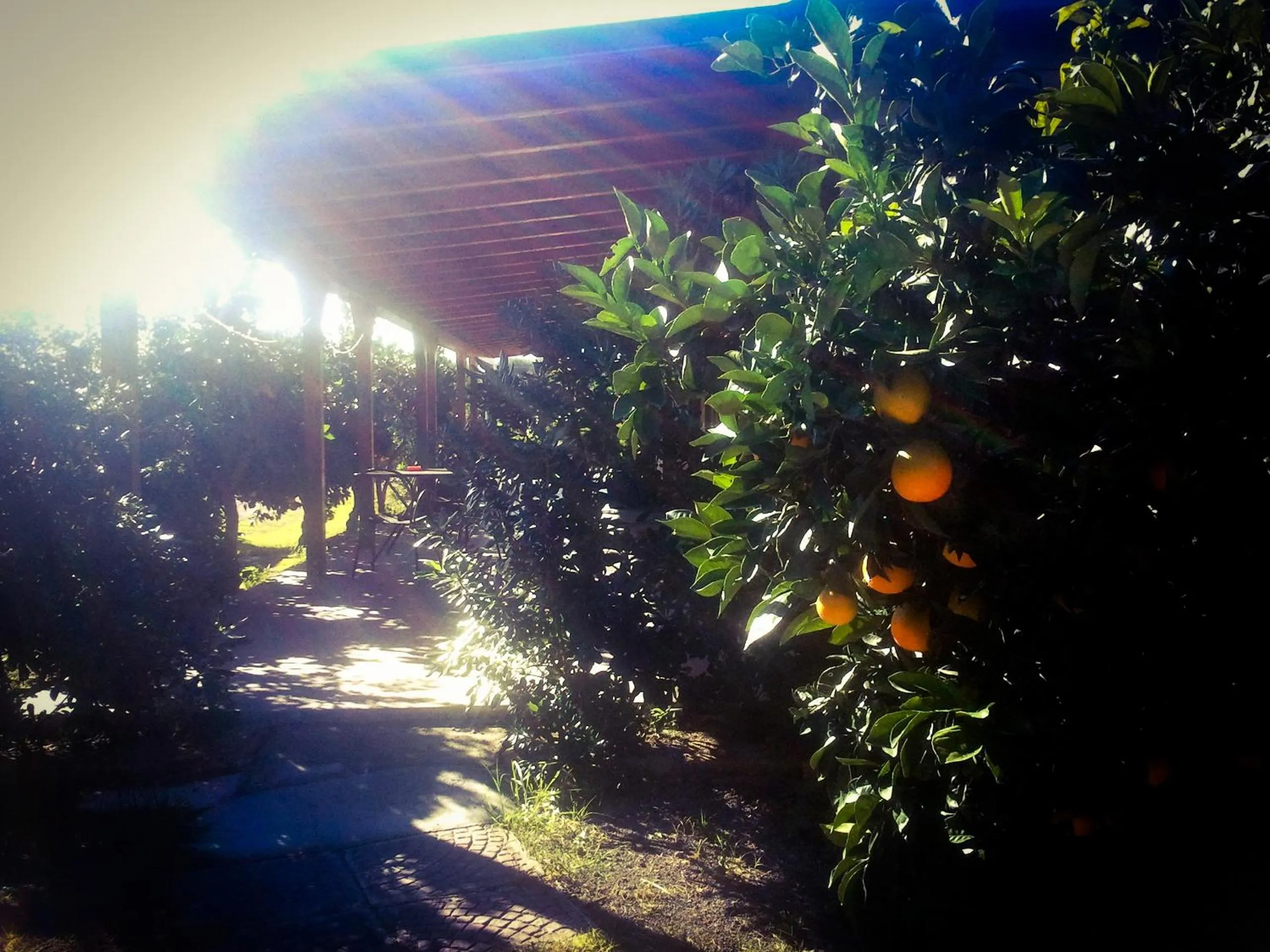 Garden in Il Giardino Del Sole