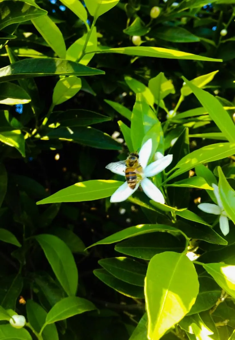 Garden in Il Giardino Del Sole