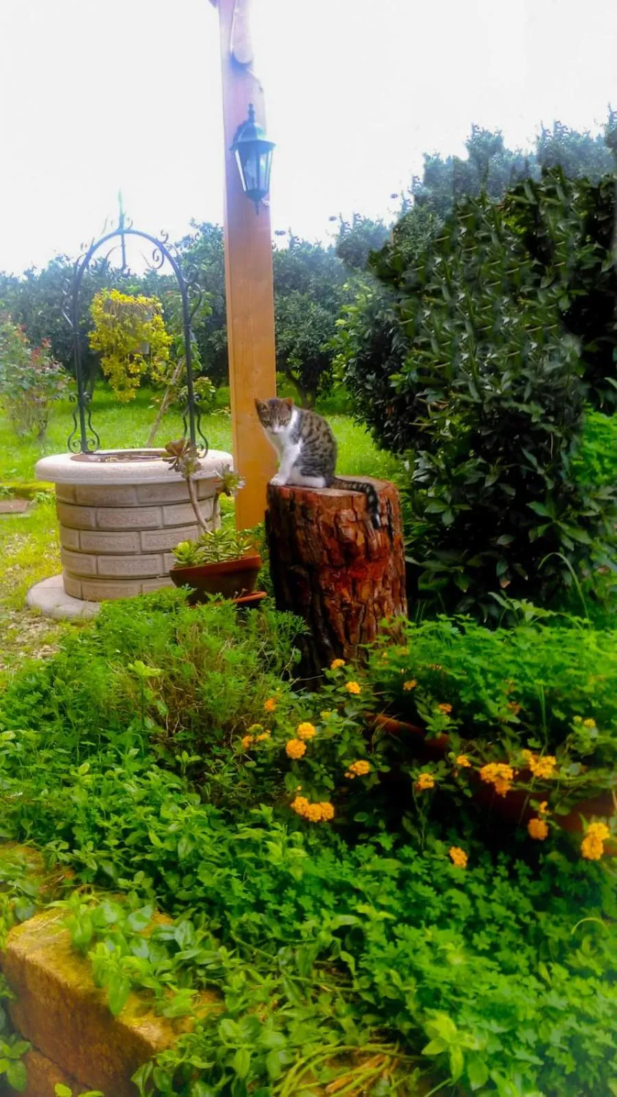 Garden in Il Giardino Del Sole