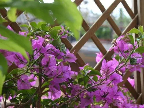 Balcony/Terrace in Le Fate Apartments