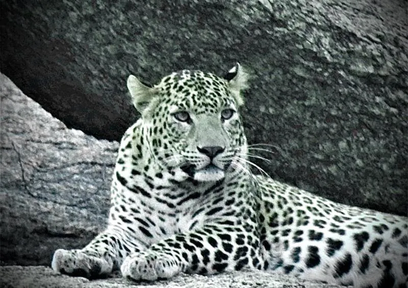 Animals in Thour Nature Resorts - Jawai Leopard Safari Camp