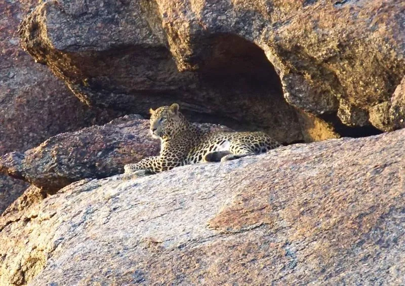 Activities in Thour Nature Resorts - Jawai Leopard Safari Camp