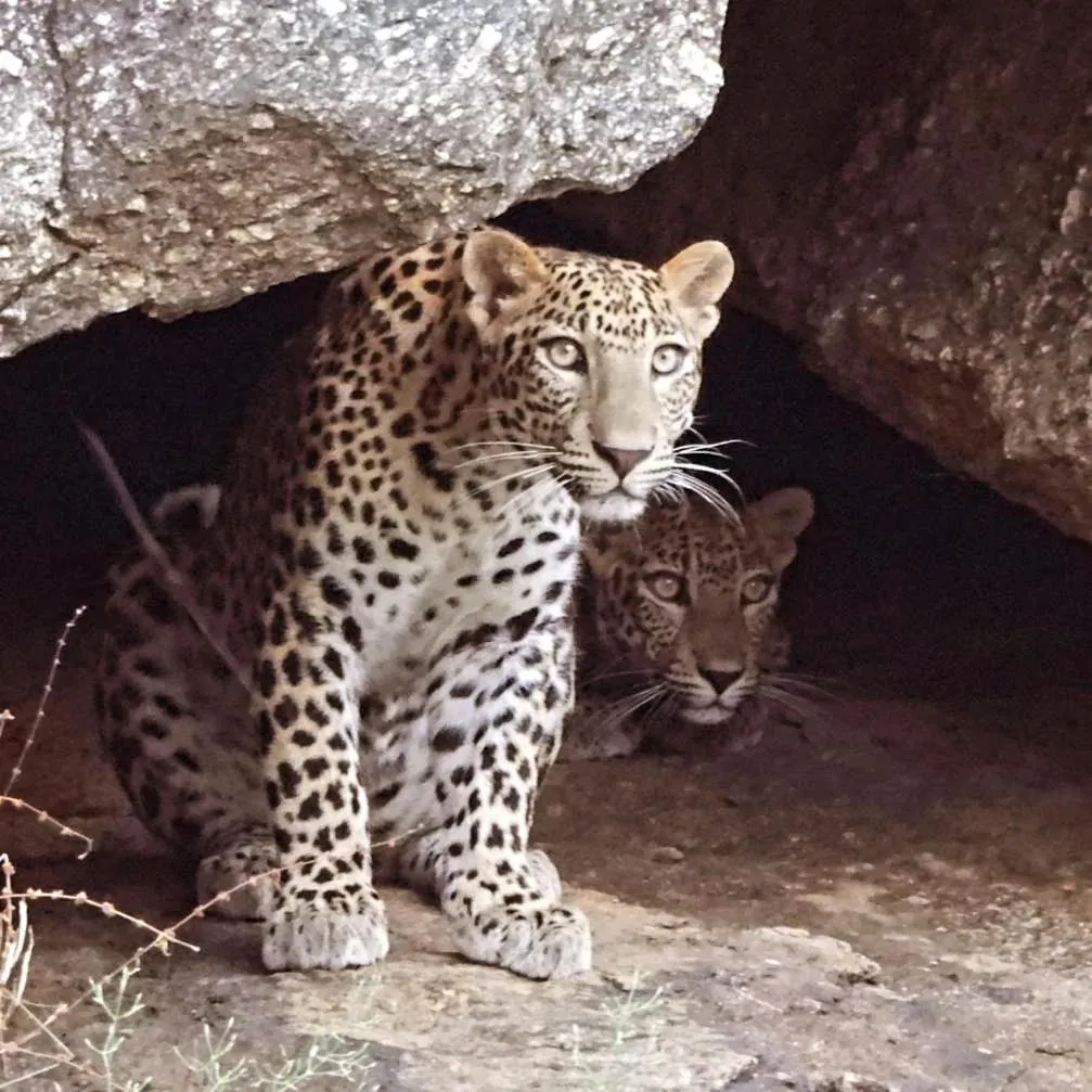 Activities in Thour Nature Resorts - Jawai Leopard Safari Camp