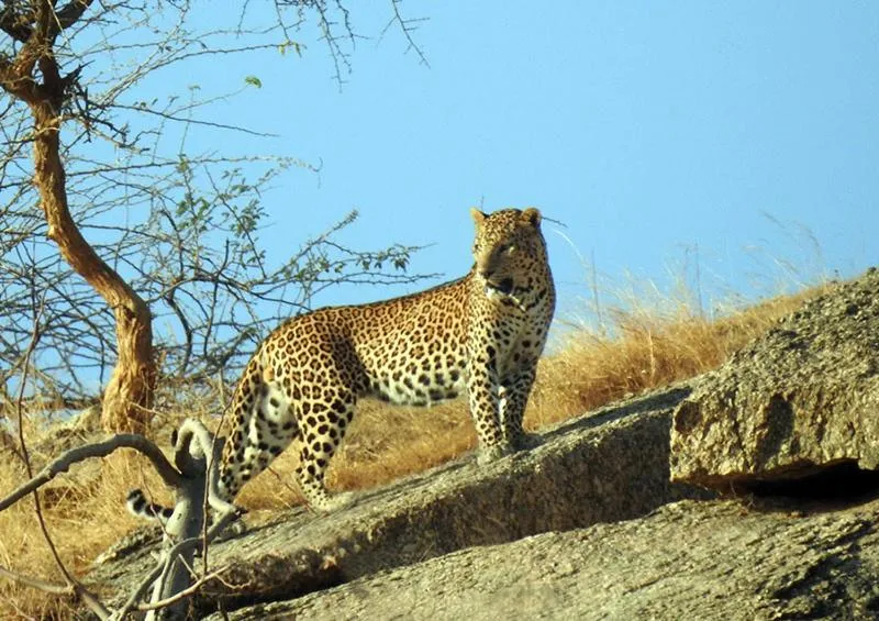 Animals in Thour Nature Resorts - Jawai Leopard Safari Camp