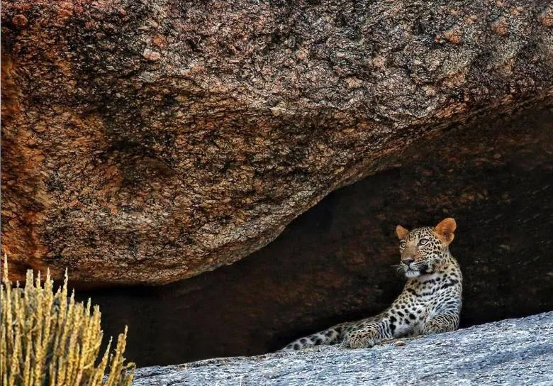Animals in Thour Nature Resorts - Jawai Leopard Safari Camp