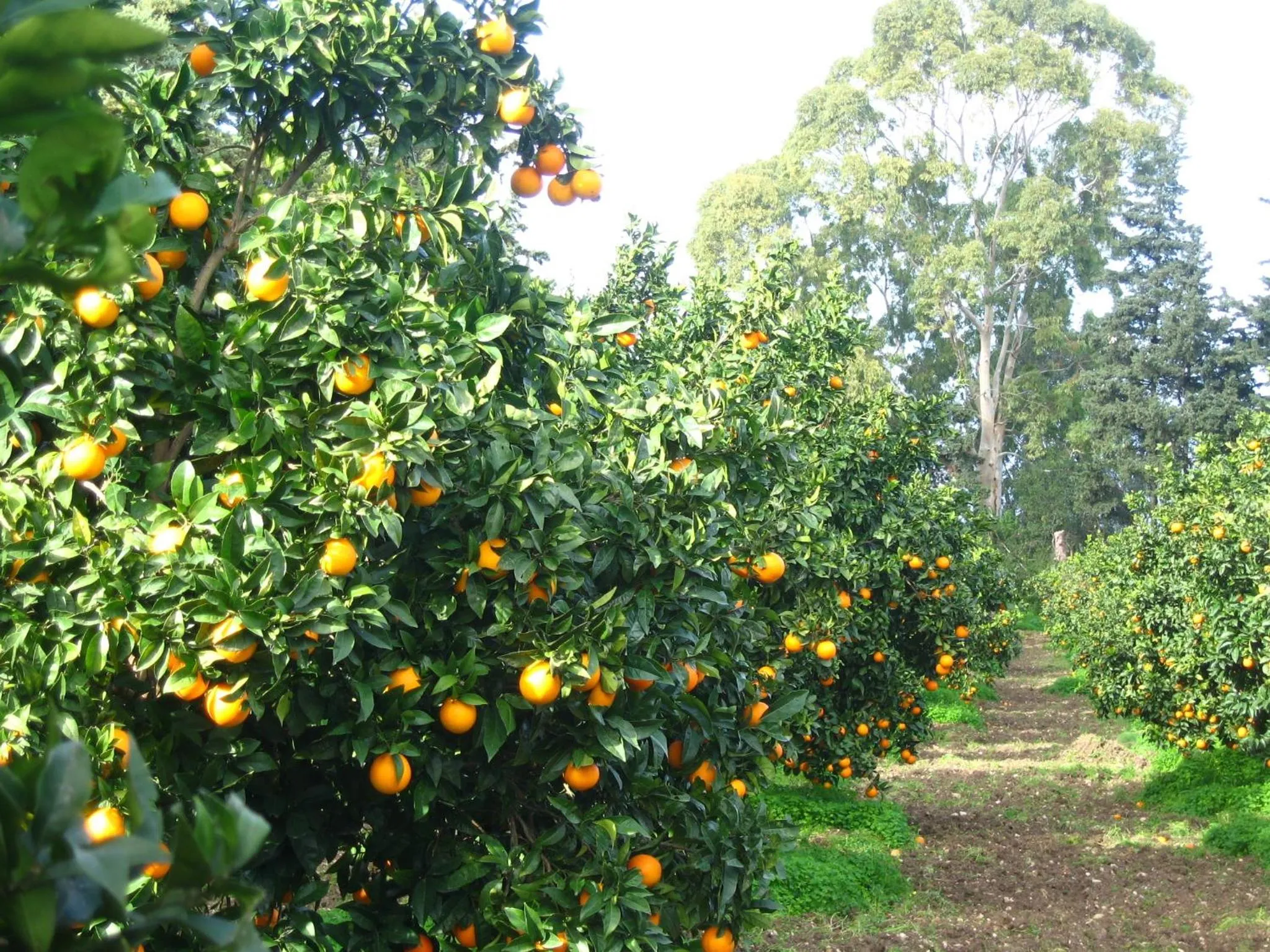 Garden in Bed And Breakfast Villa Pilati
