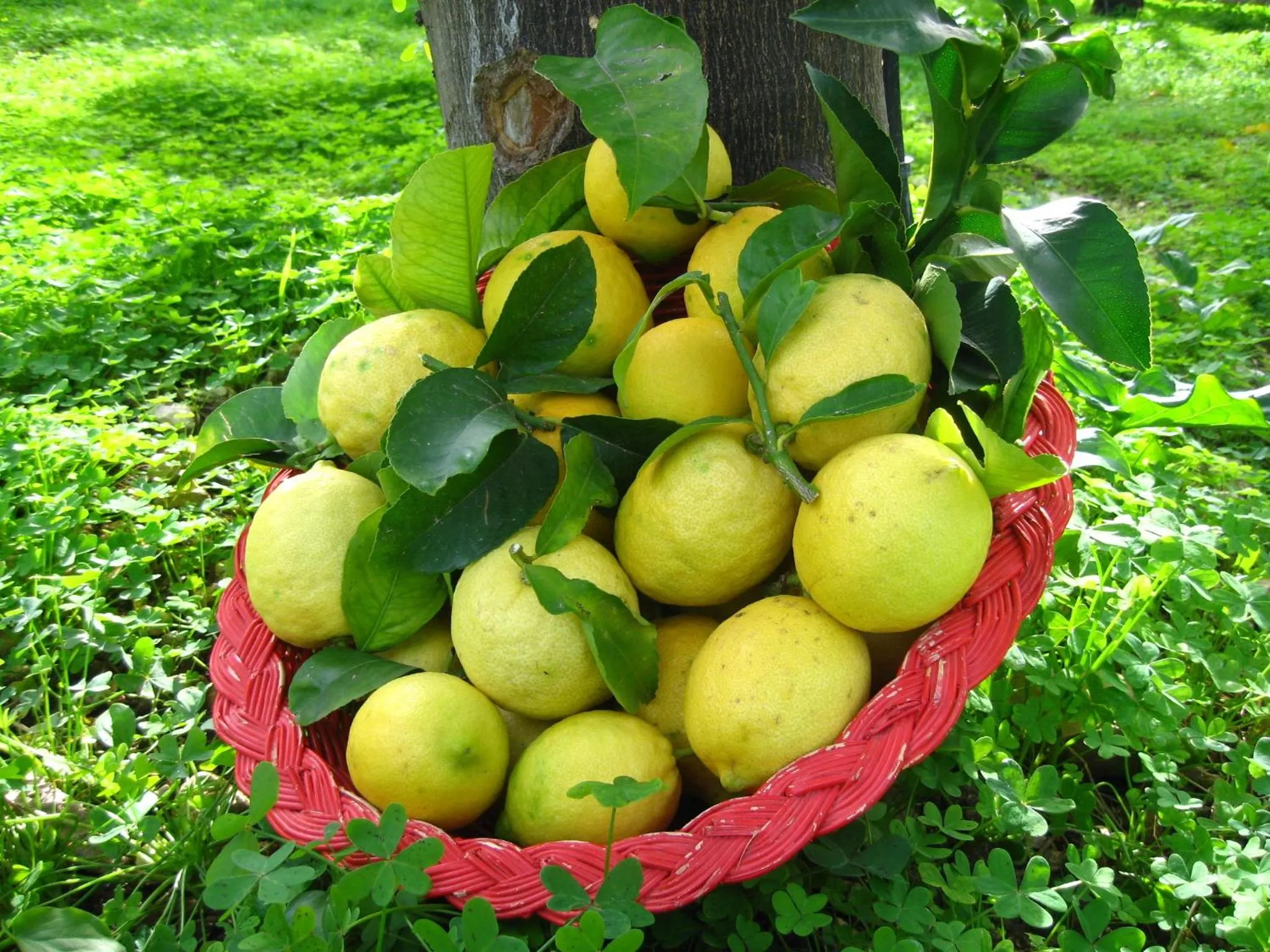 Food in Bed And Breakfast Villa Pilati