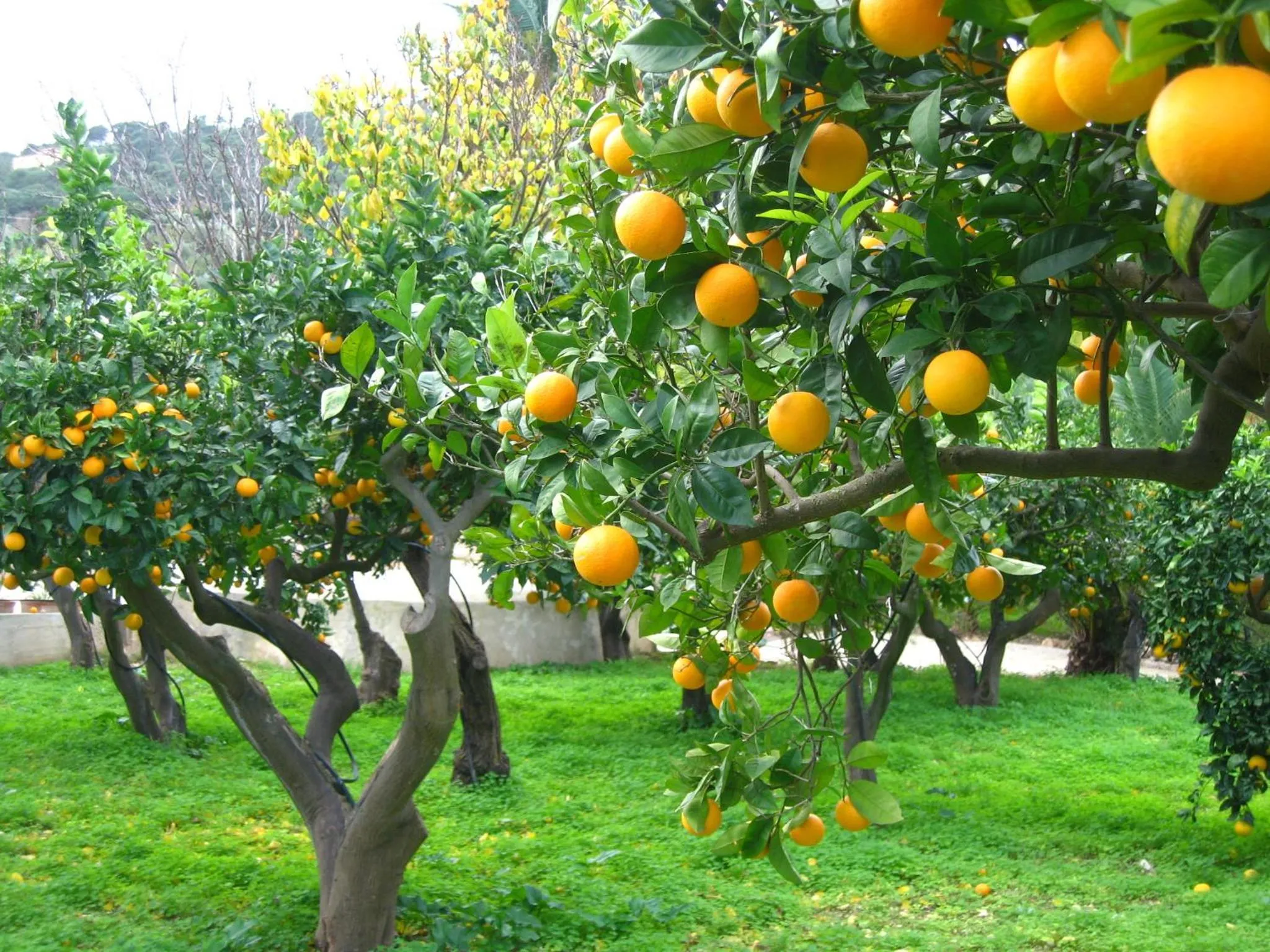 Garden in Bed And Breakfast Villa Pilati