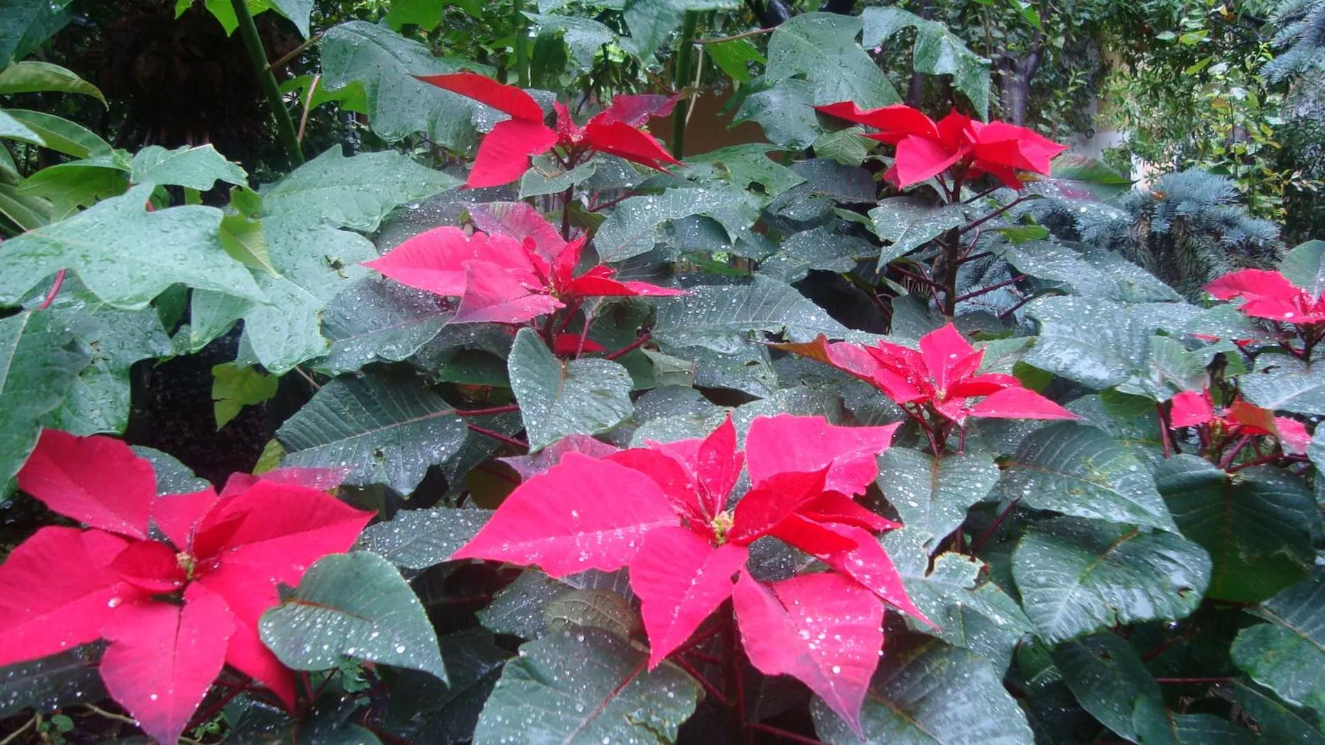 Garden view in La Baronessa B&B