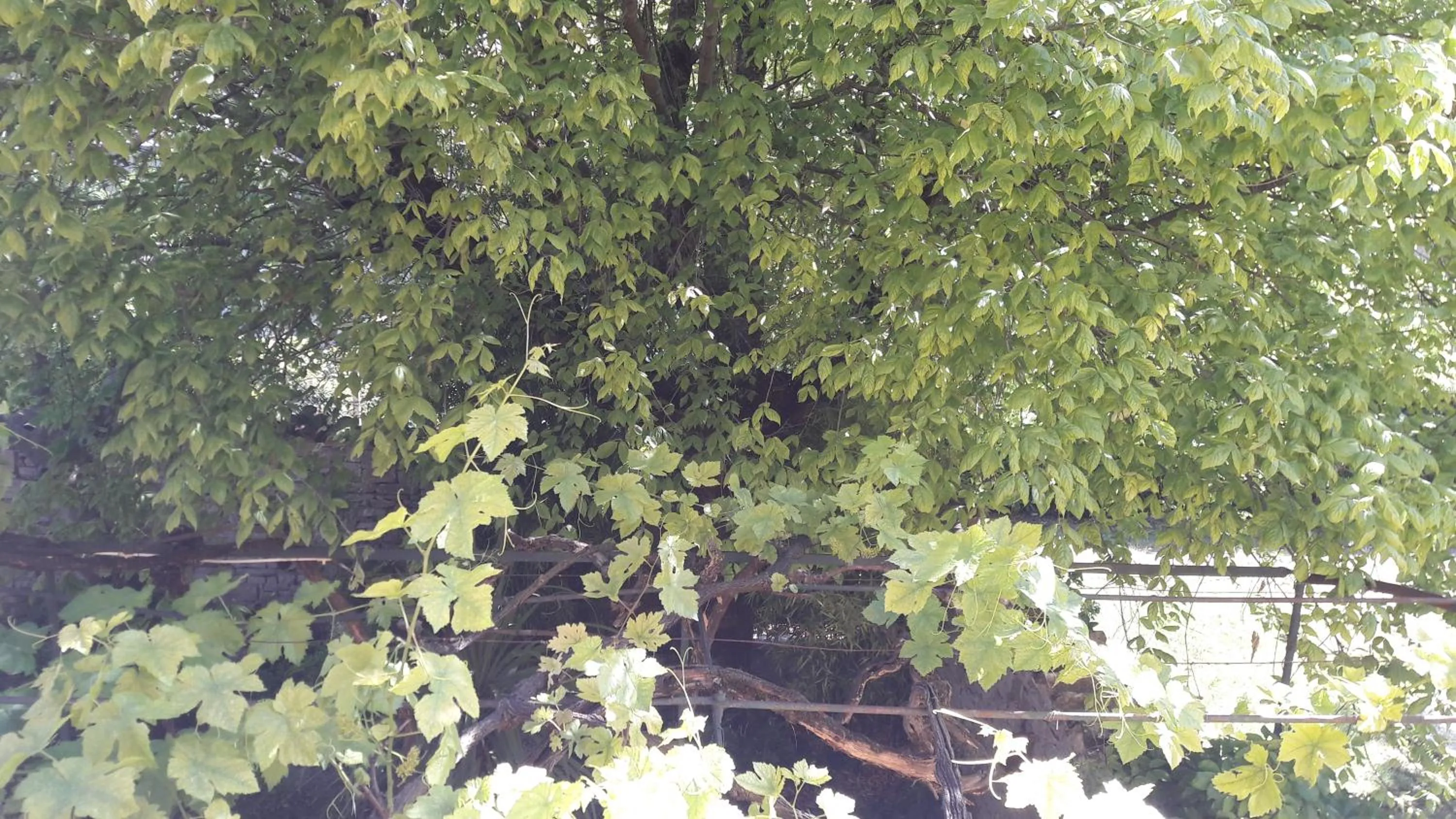Garden view in Bastide Sainte Agnès