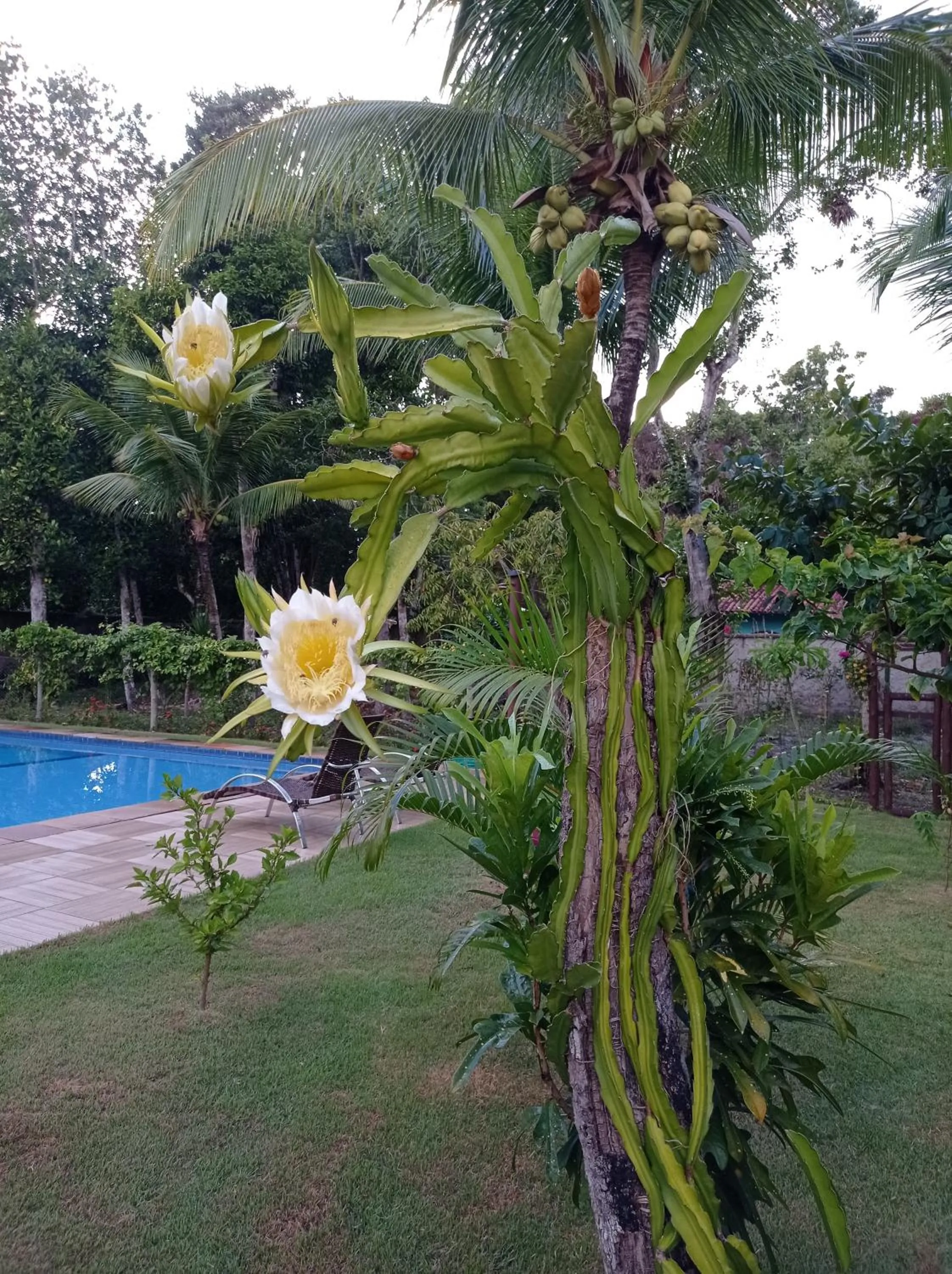 Garden in Quintas do Arraial Guest House