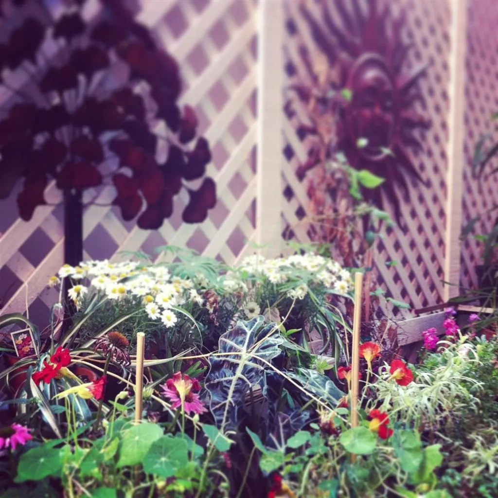 Balcony/Terrace in Adelaide Hostel