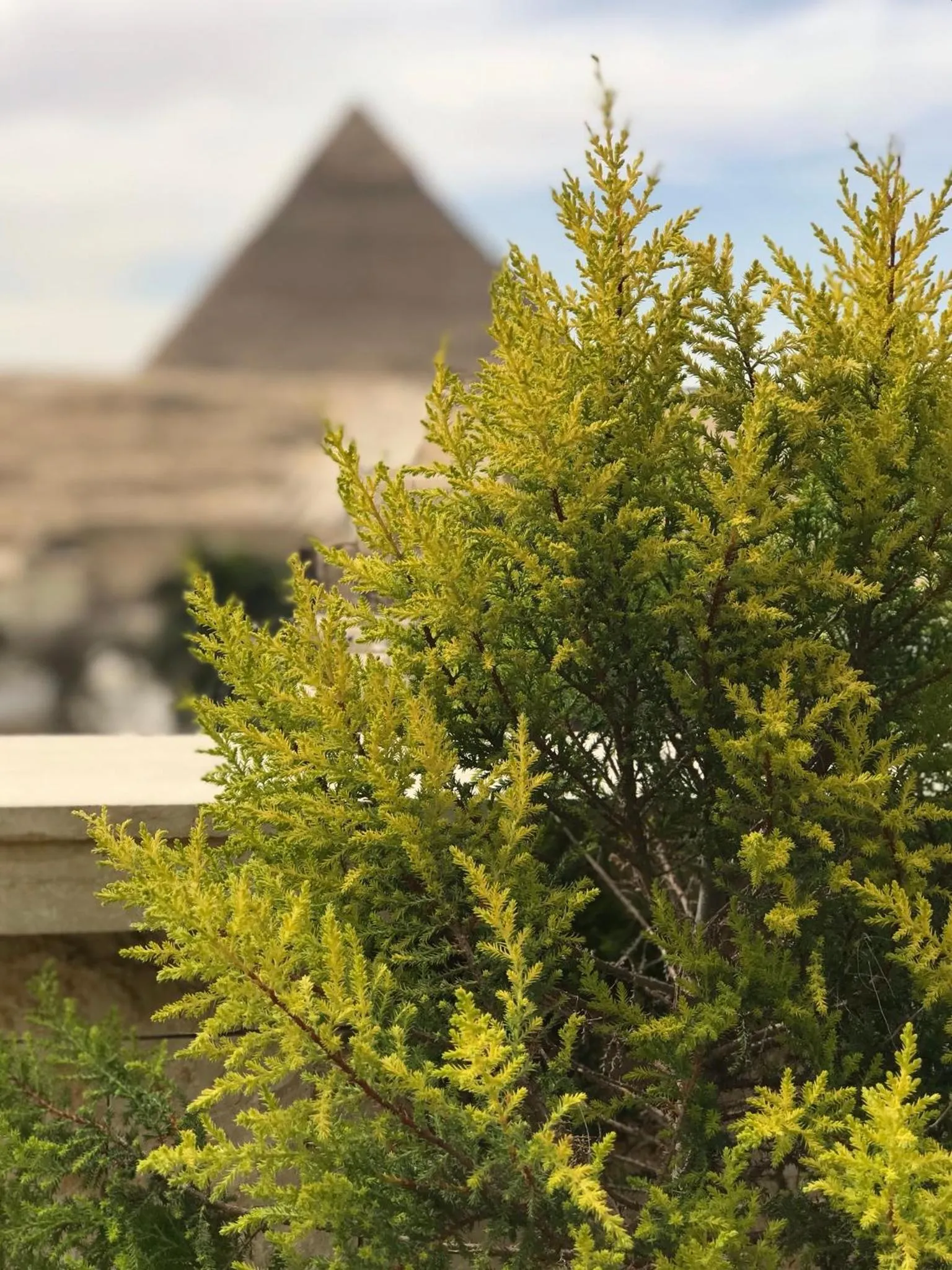 Spring in Sahara Pyramids Inn