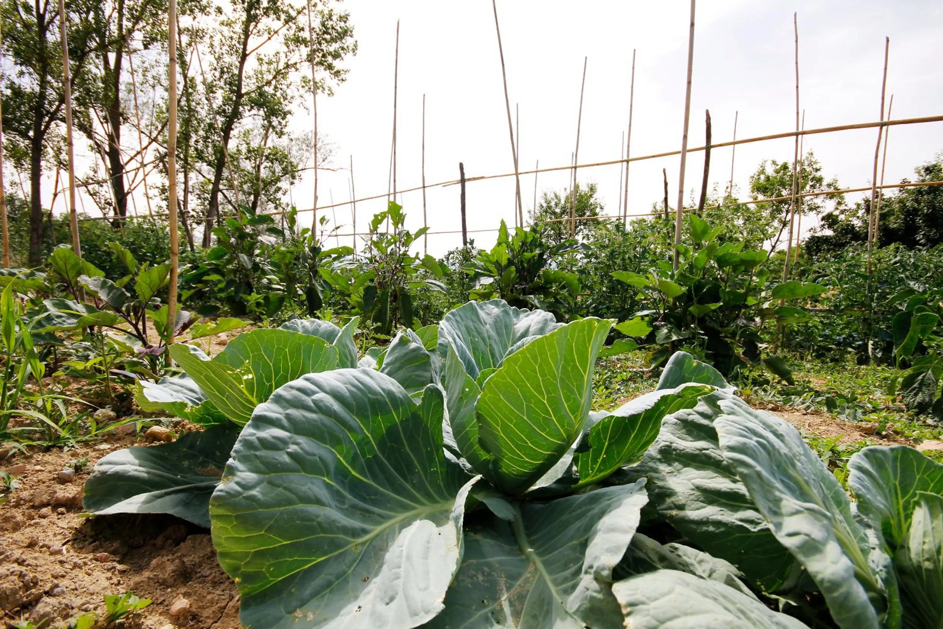 Garden in Tenuta La Santissima
