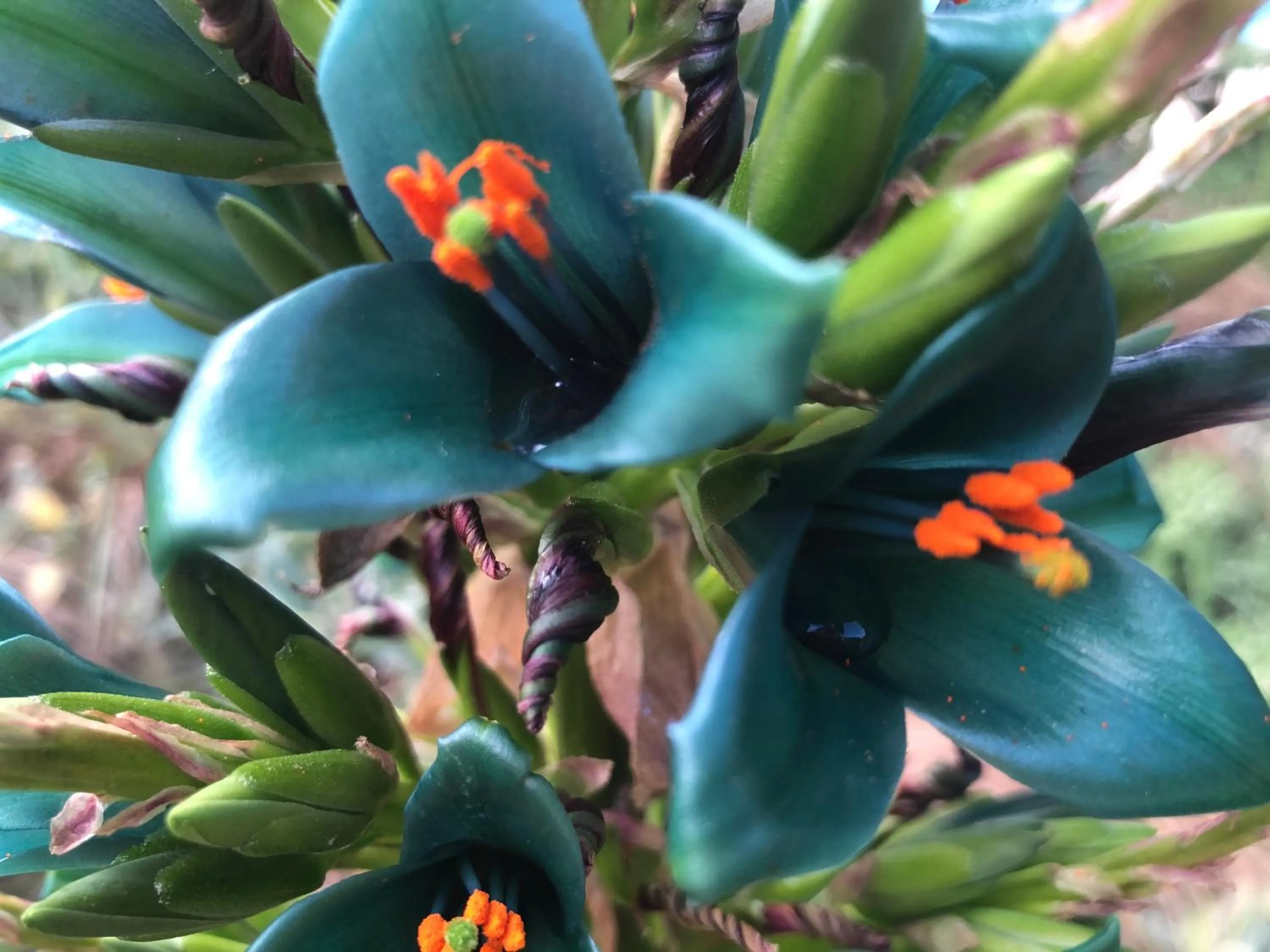 Garden view in English Cherry Tree Manor