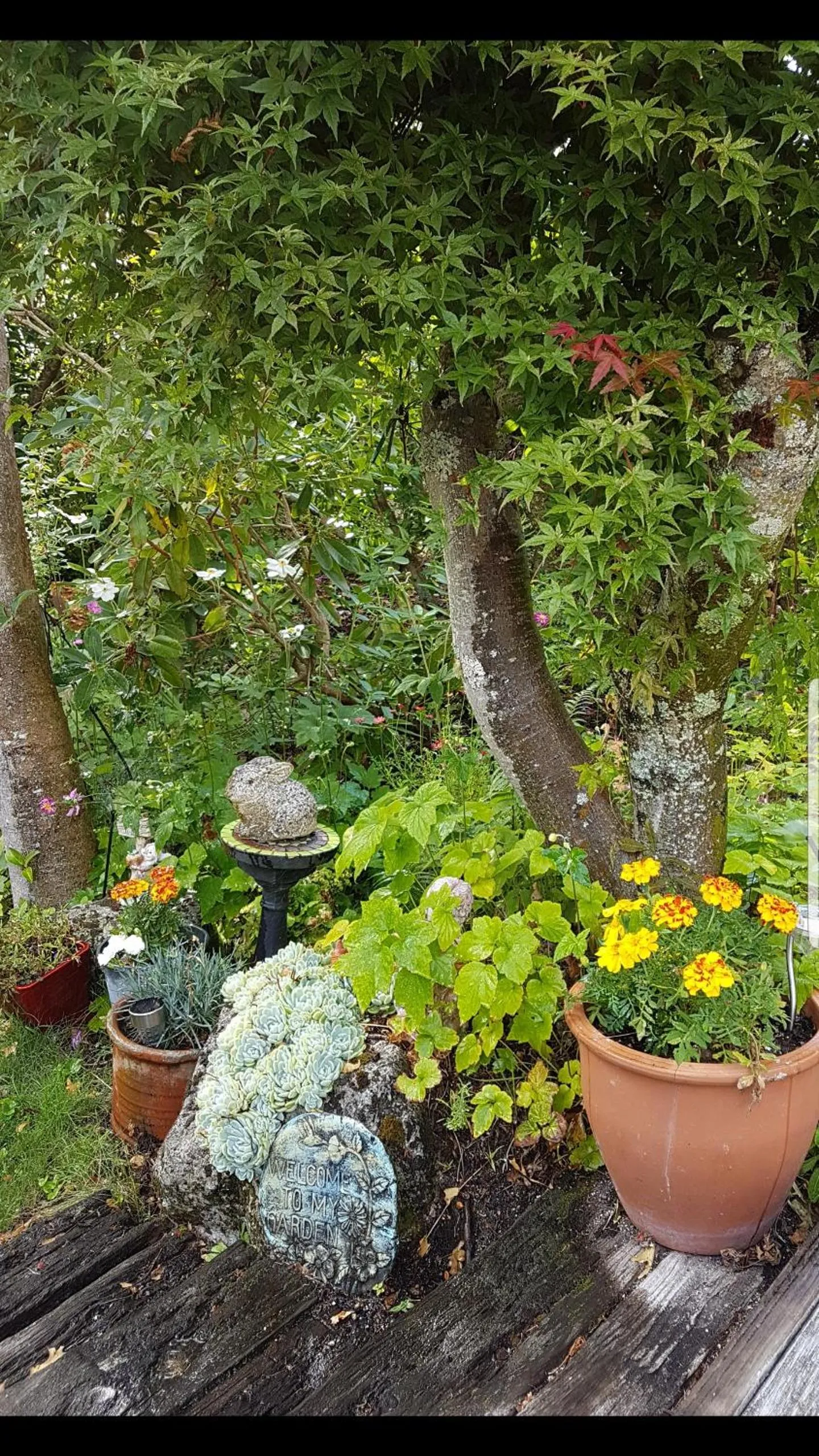 Garden in Fred&Donz Bed and Breakfast