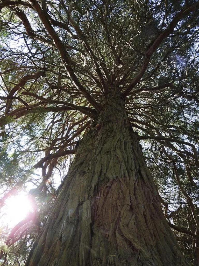 Garden in Petit Château
