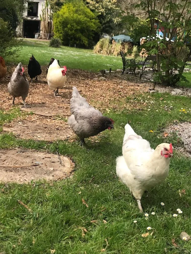 Pets in Petit Château