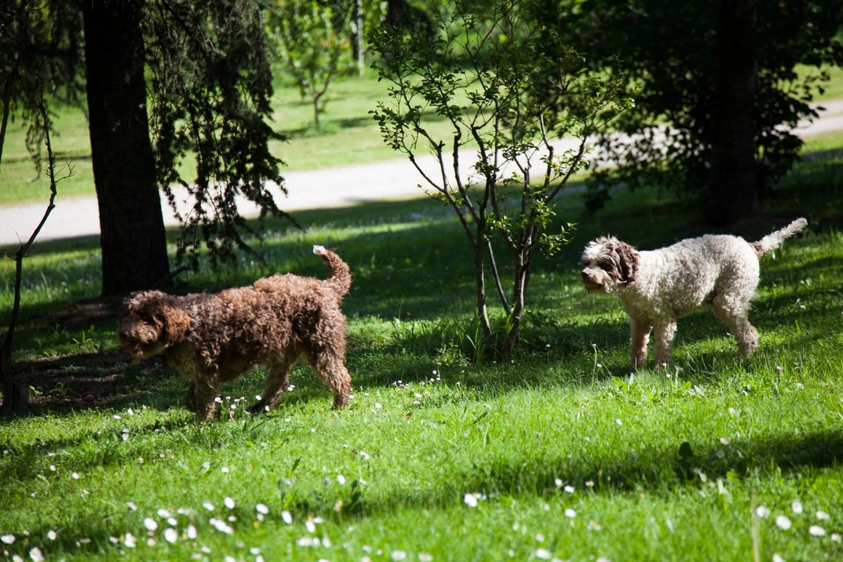 Animals in B&B Mama Rò