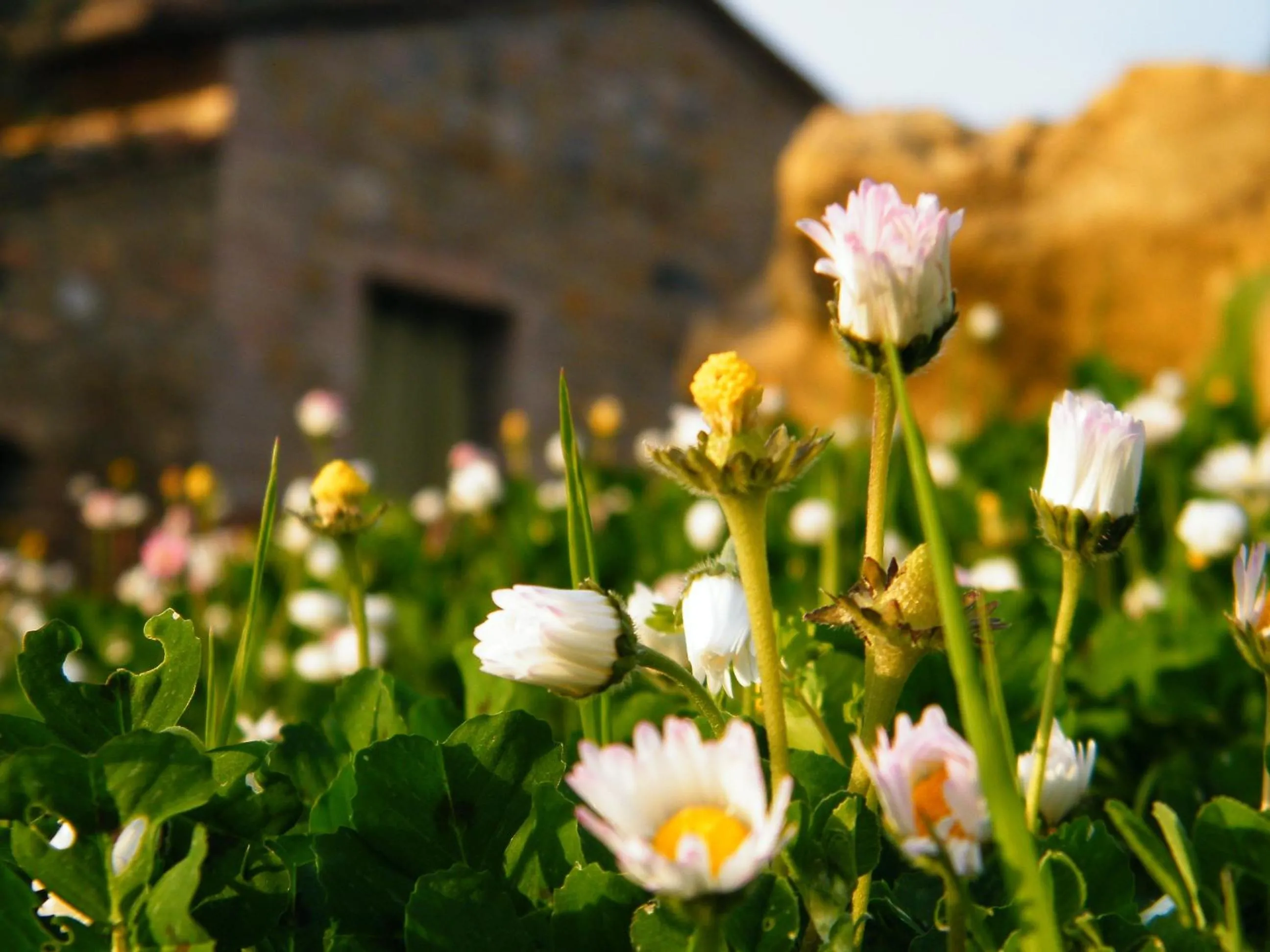 Garden in Agriturismo Montegonfoli