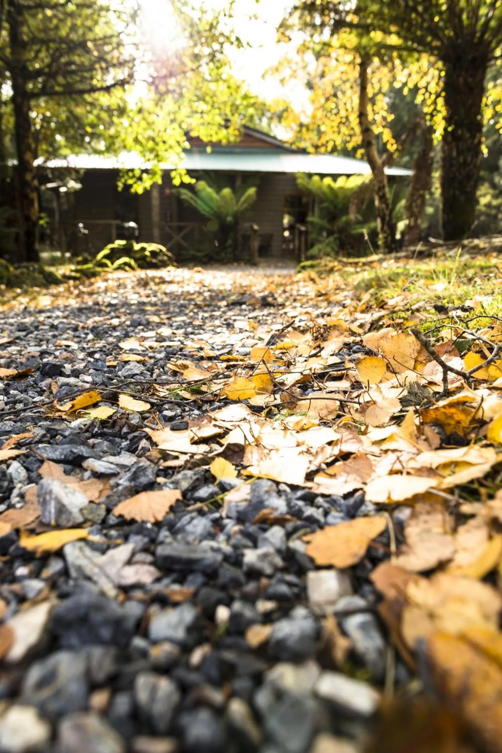 Natural landscape in Cradle forest inn