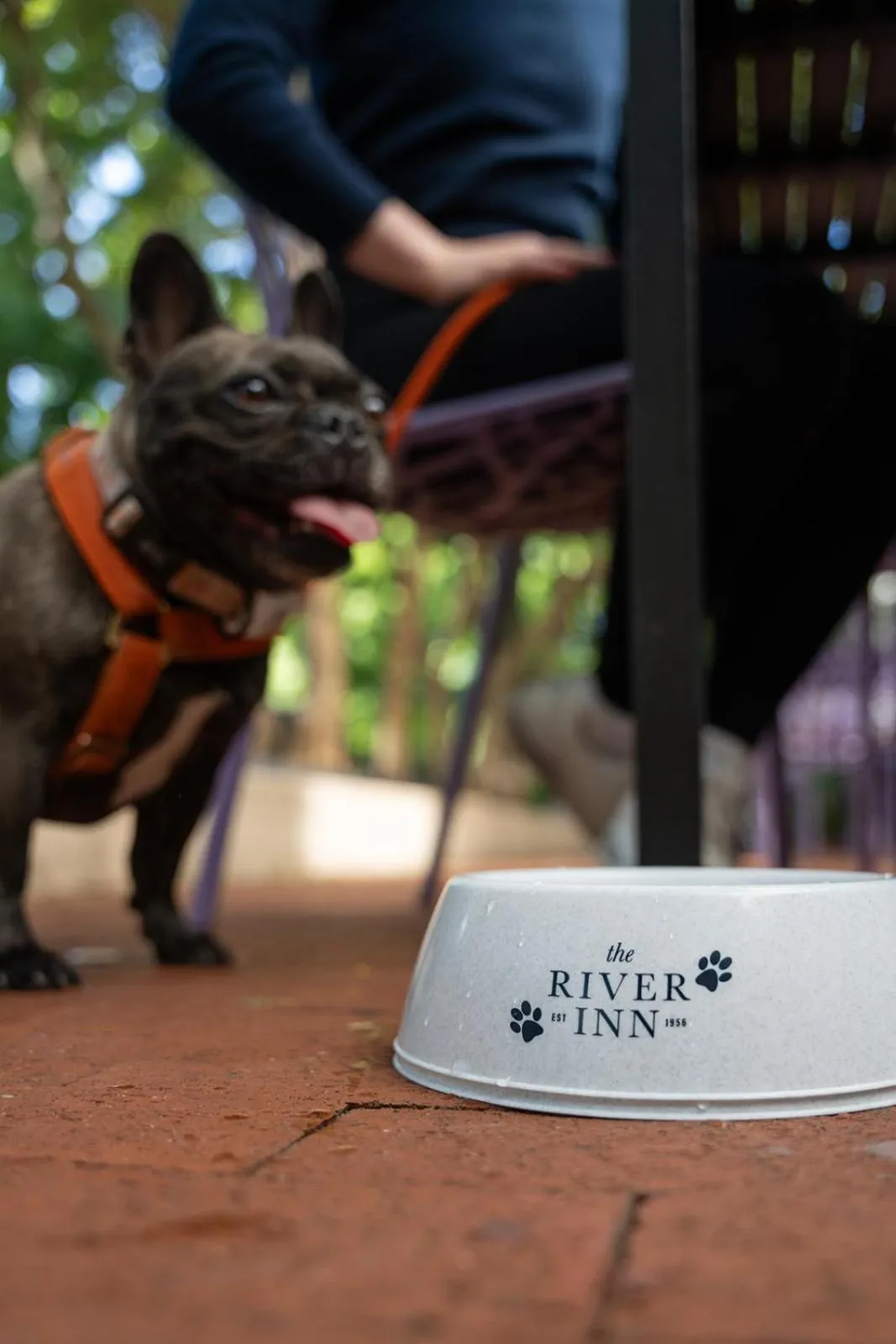 Pets in The River Inn