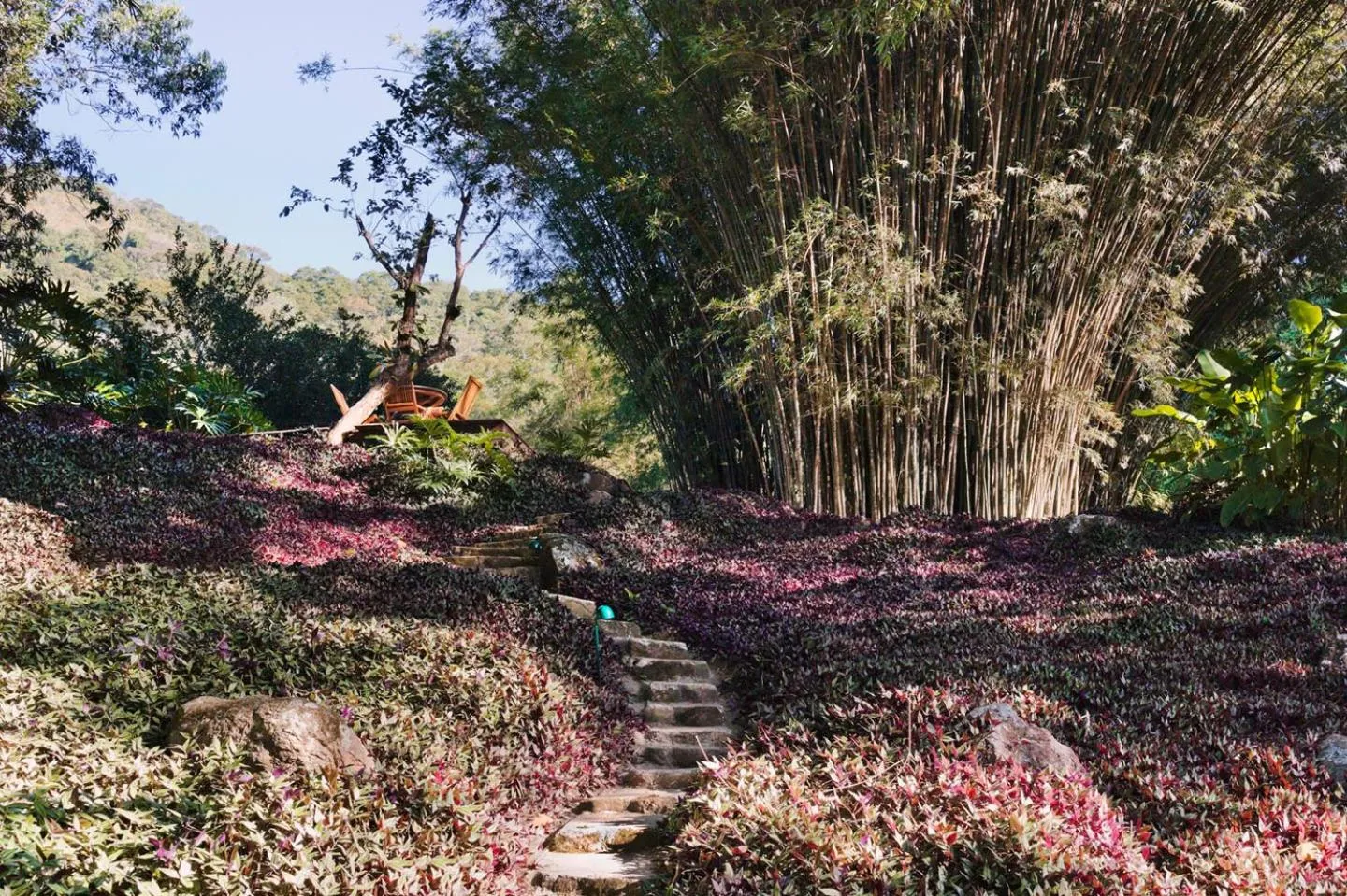 Garden in O Sitio - Ilha Grande