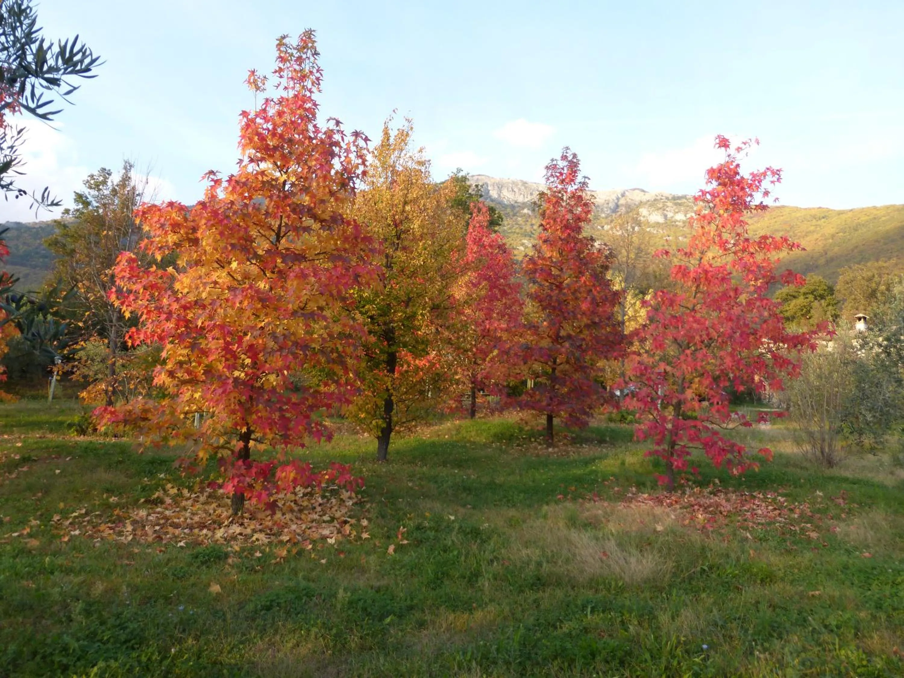 Il Bruco appartamenti in b&b