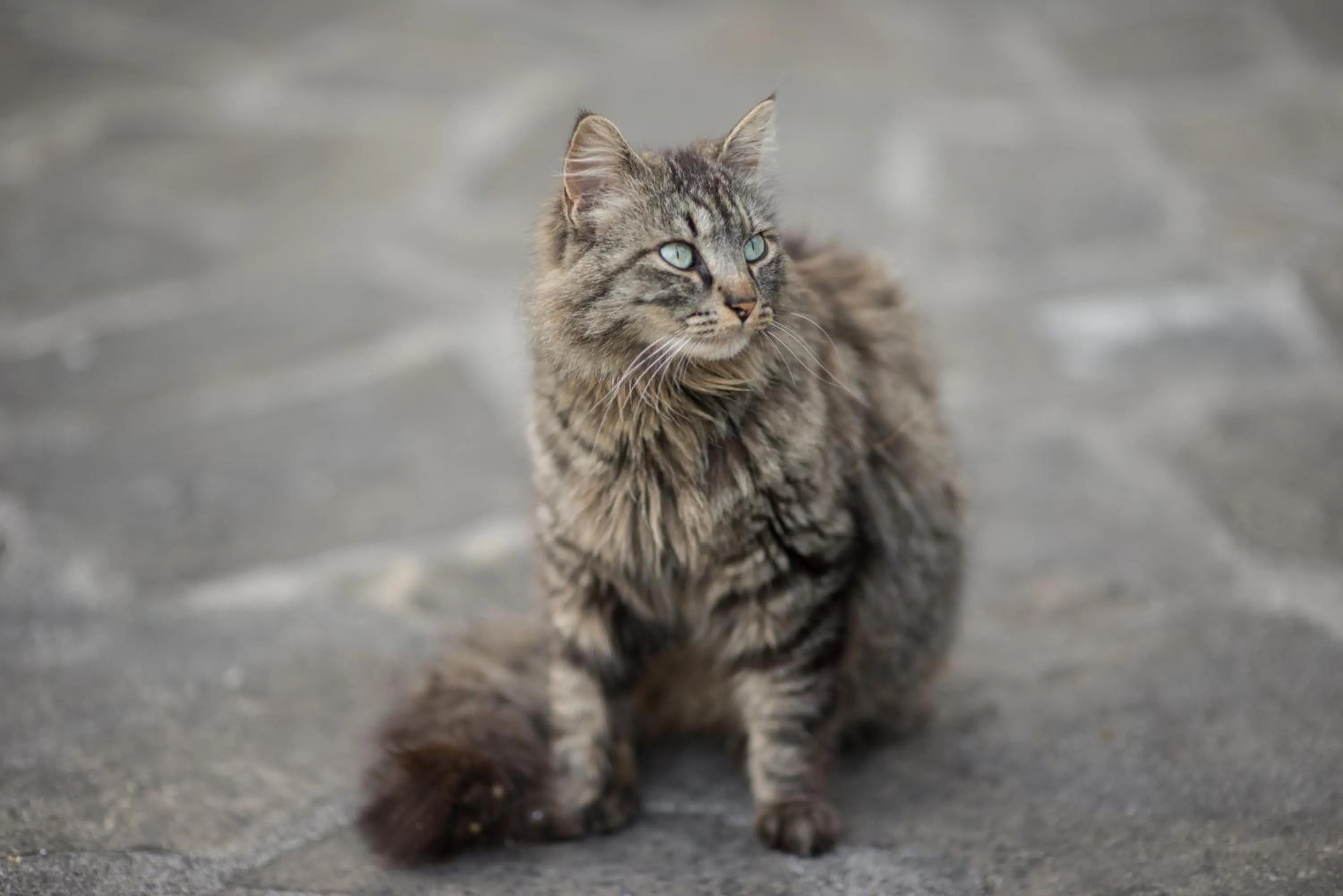 Pets in B&B Le Dimore Mezza Costa