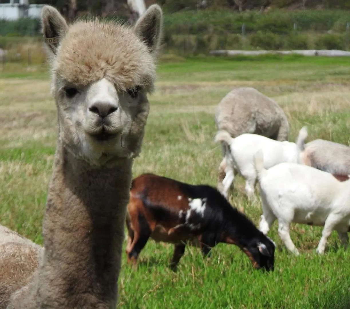 Animals in Boydtown Beach Holiday Park
