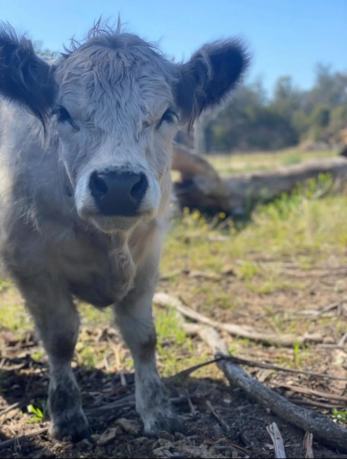 Animals in Boydtown Beach Holiday Park