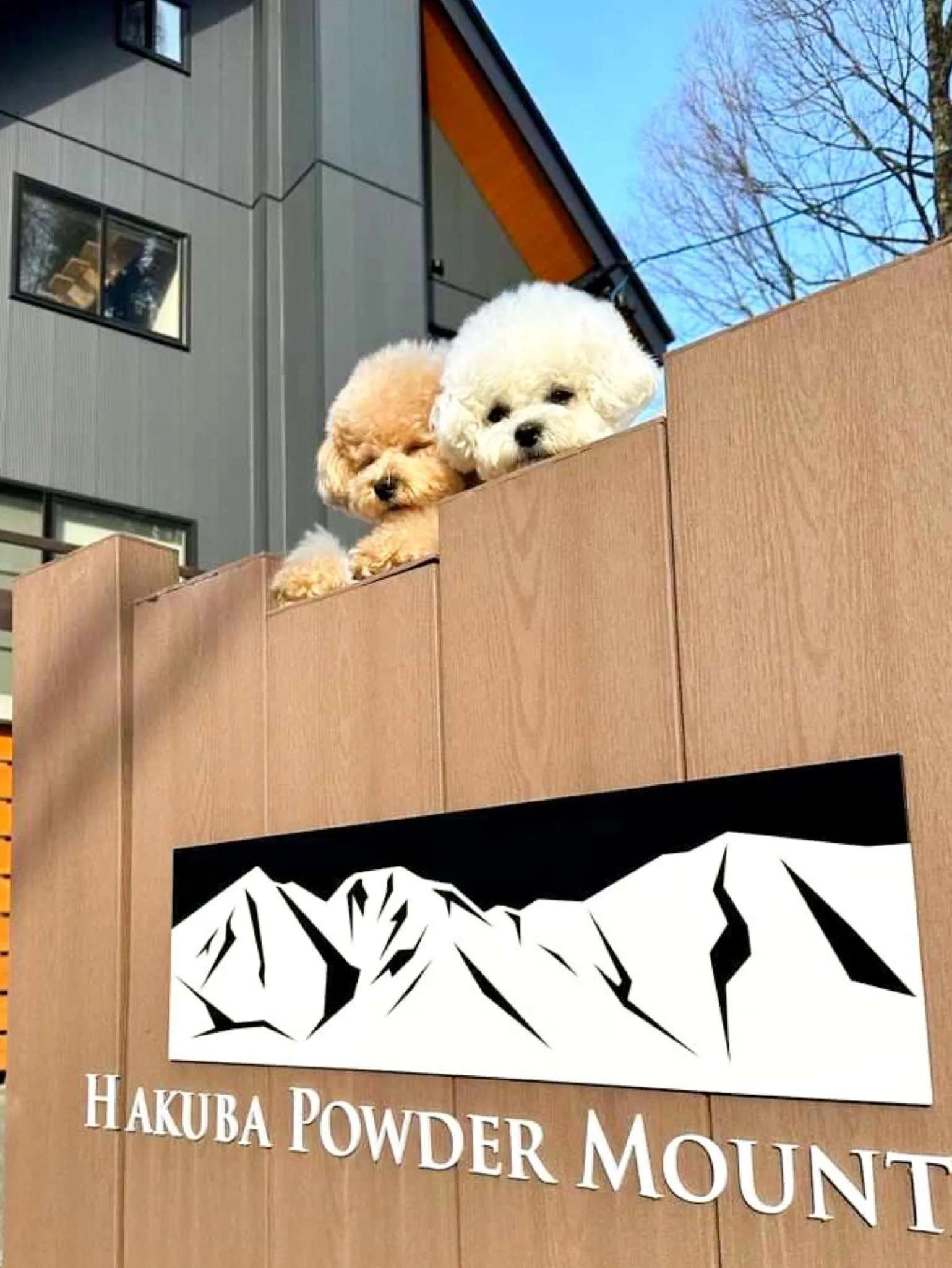 白馬パウダーマウンテン