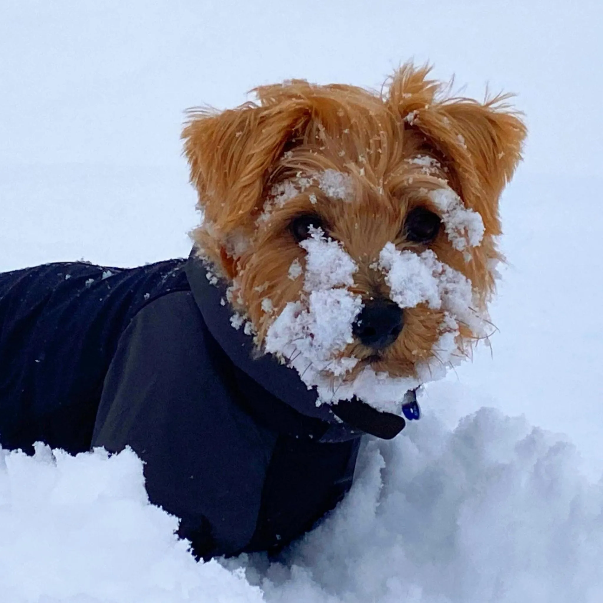 Pets in 白馬パウダーマウンテン