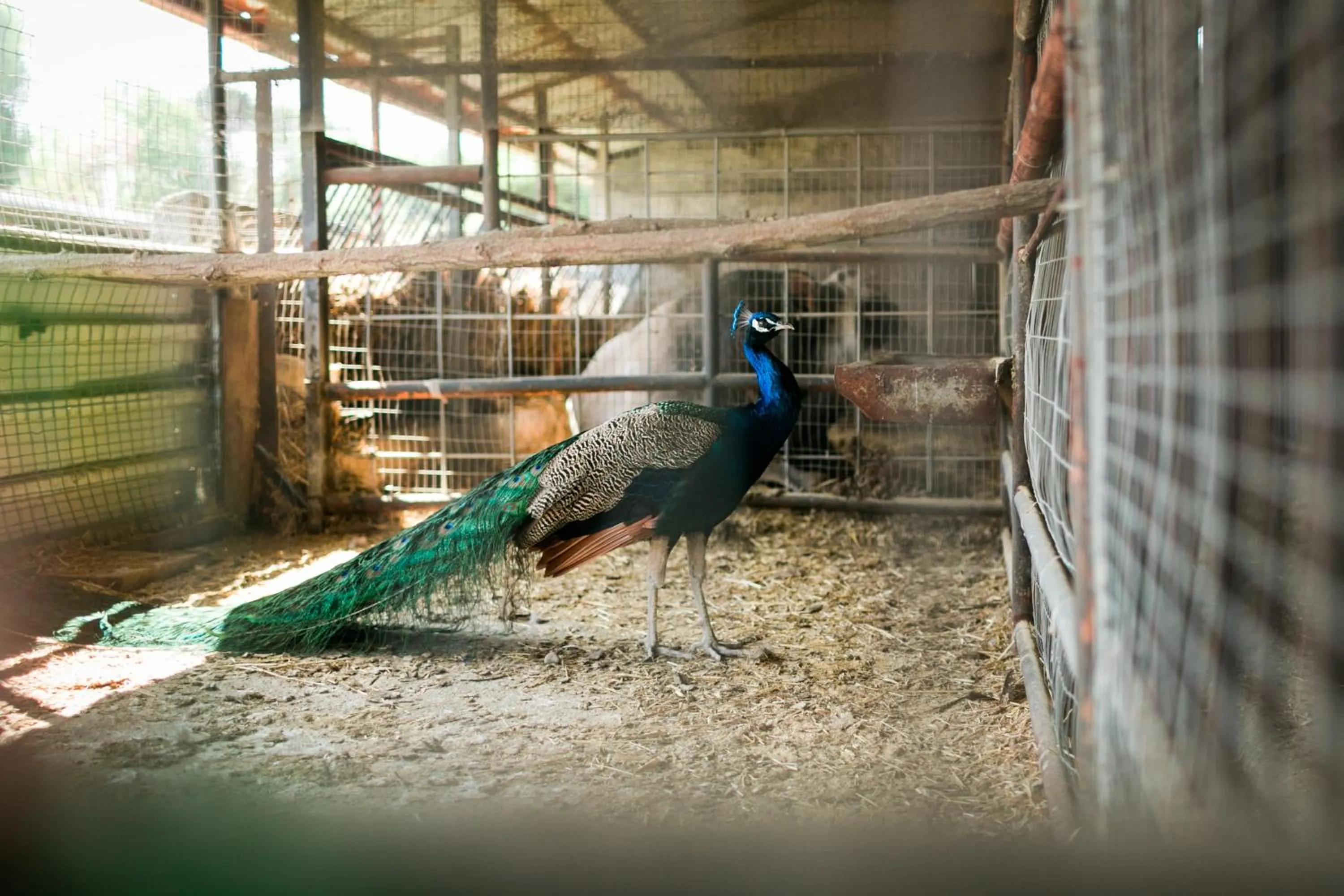 Pets in Fondo Brugarolo B&B