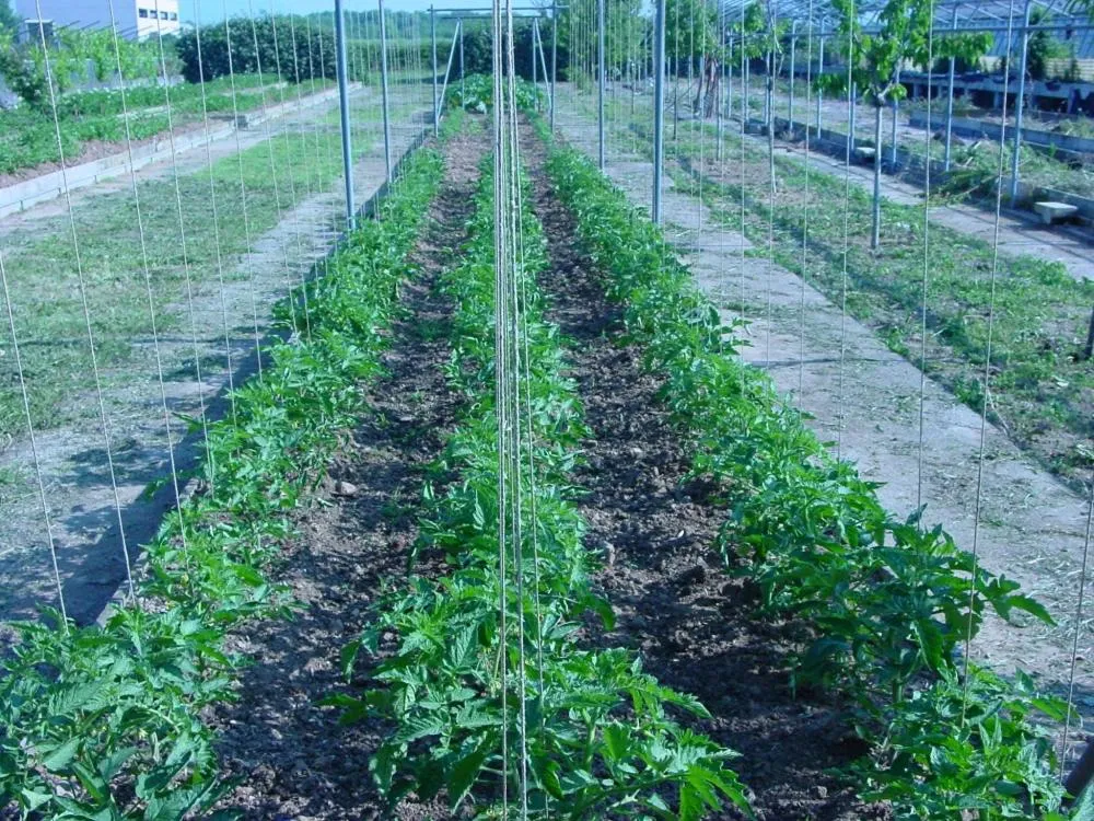 City view in Fondo Brugarolo B&B